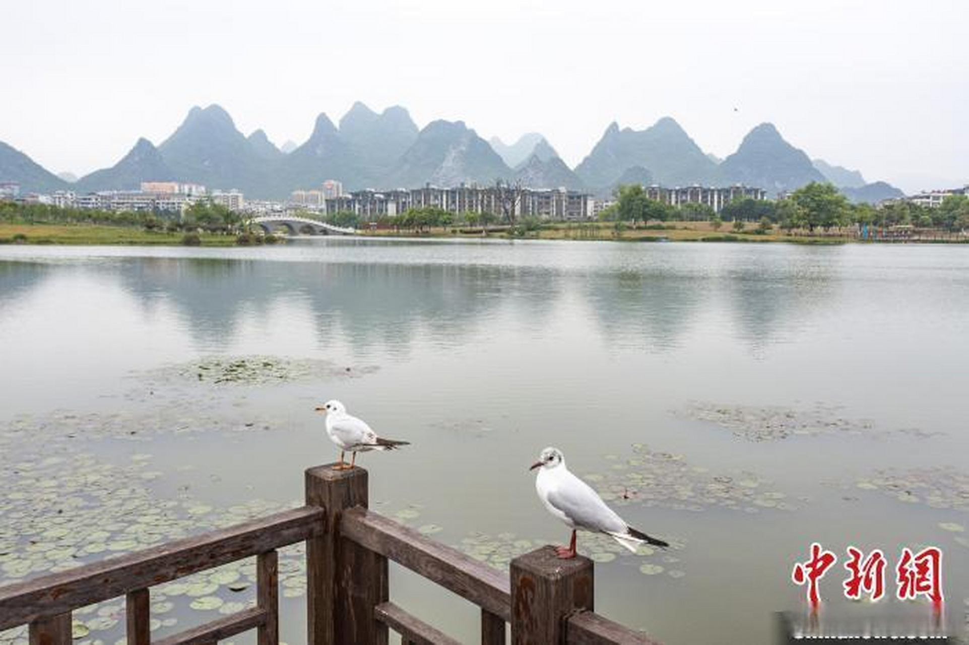 近日,红嘴鸥"空降"广西贺州市爱莲湖公园,自由翱翔在春天里,构成了一