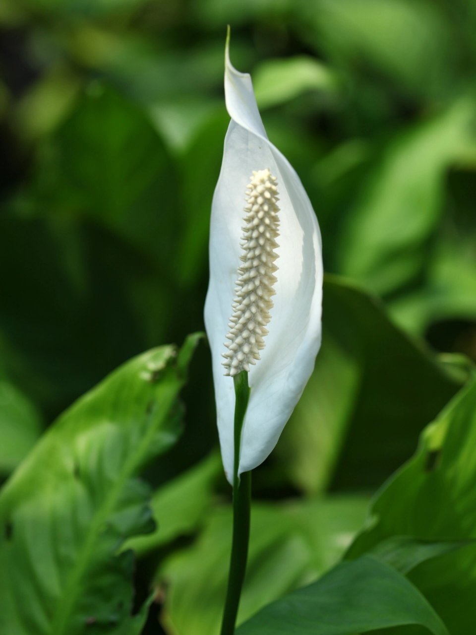 因叶片与竹芋相似,花酷似翘首的白鹤,故得名白鹤芋.