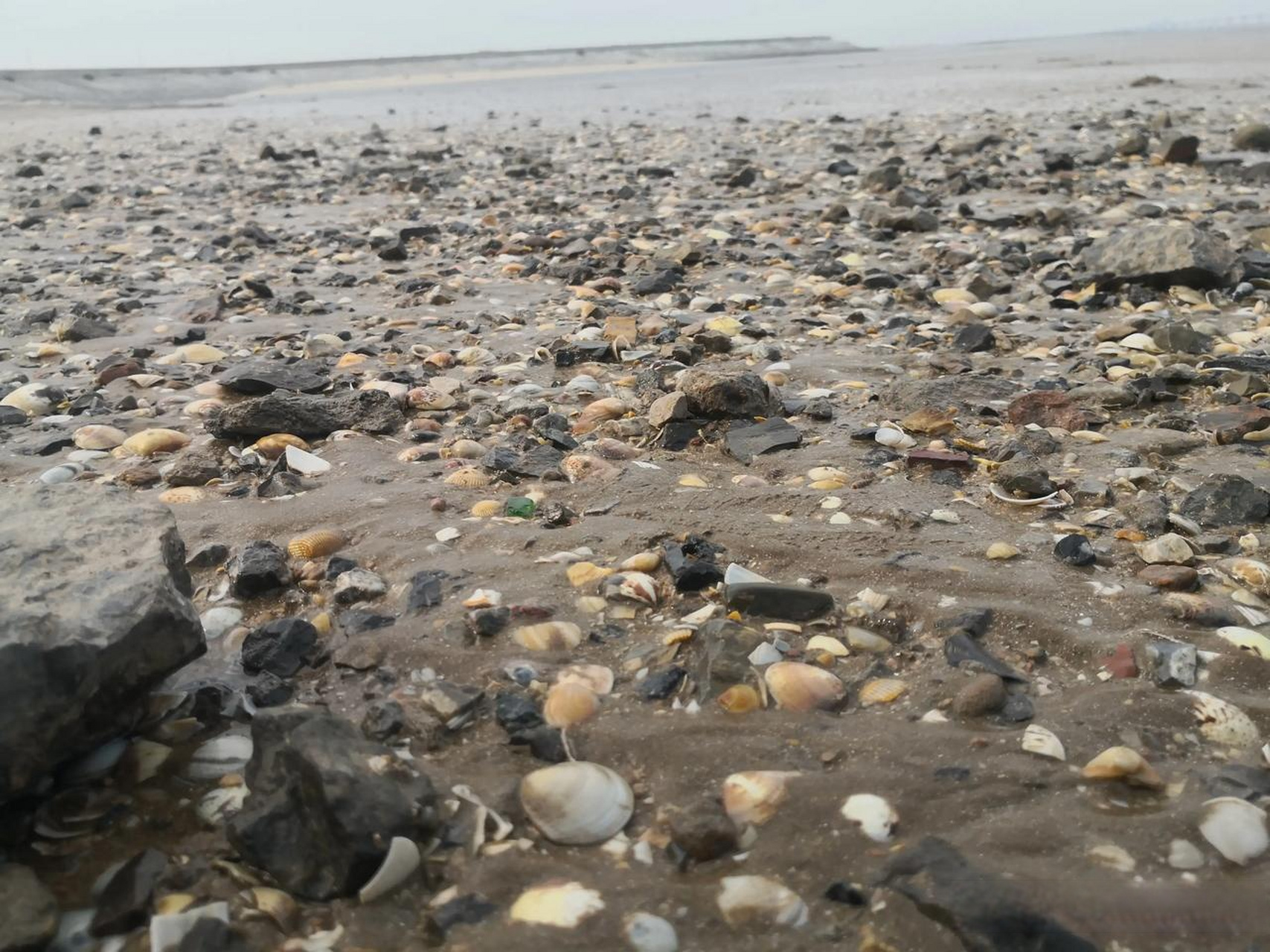 国庆中秋节期间,山东无棣贝壳堤岛,海水落潮,游客稀少.