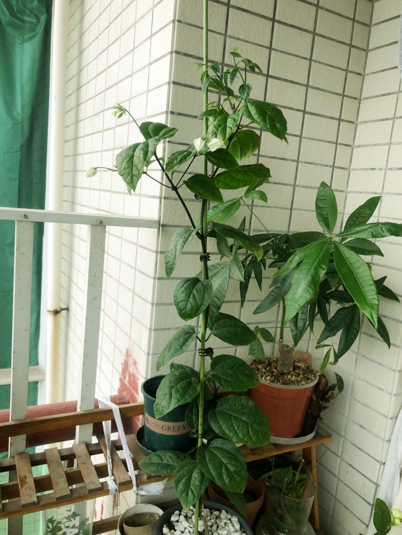 轻松扦插龙吐珠秘诀①|种植日记 绿植爱好者必读西北阳台也能种龙吐珠