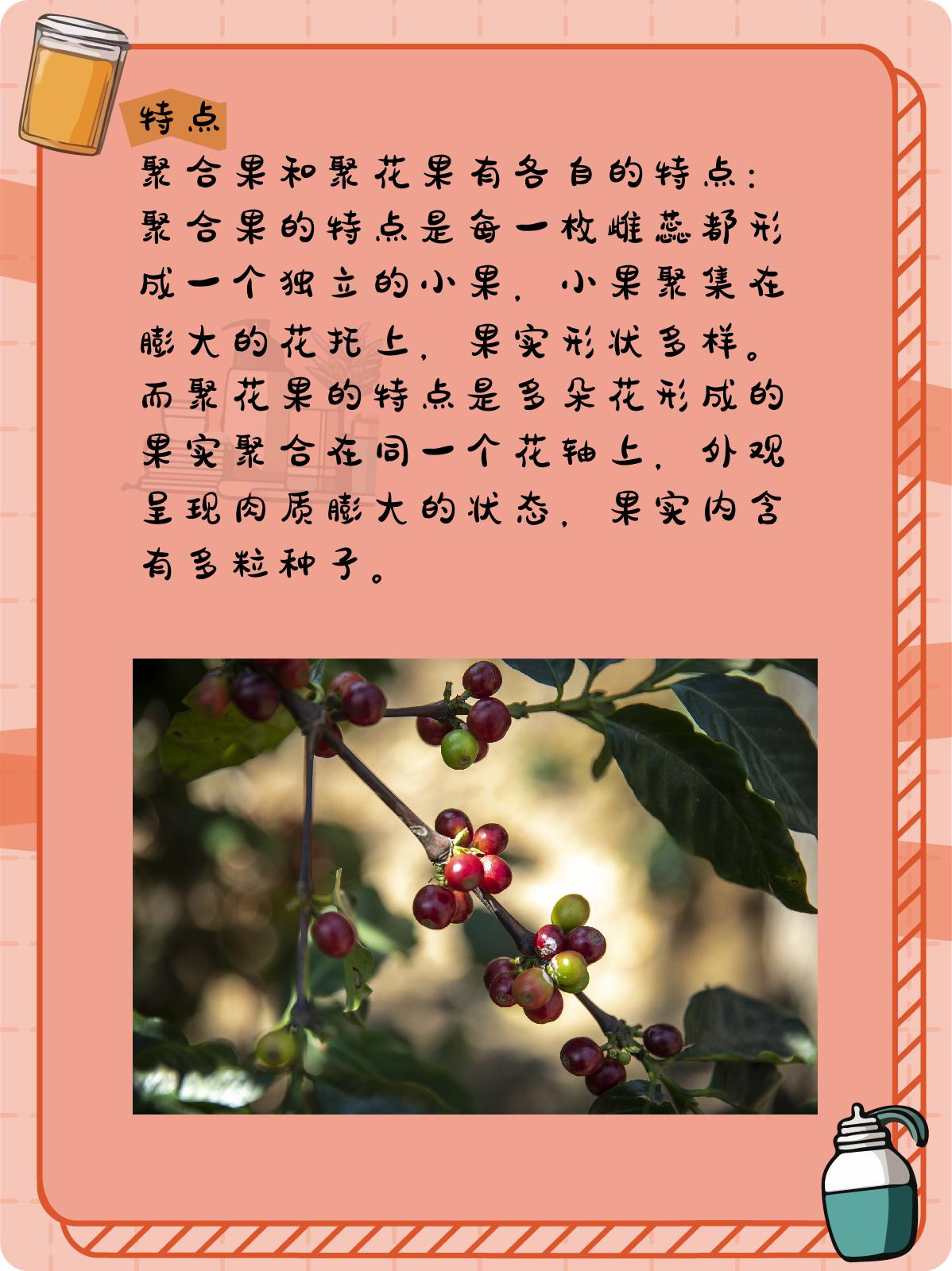 聚花果图片