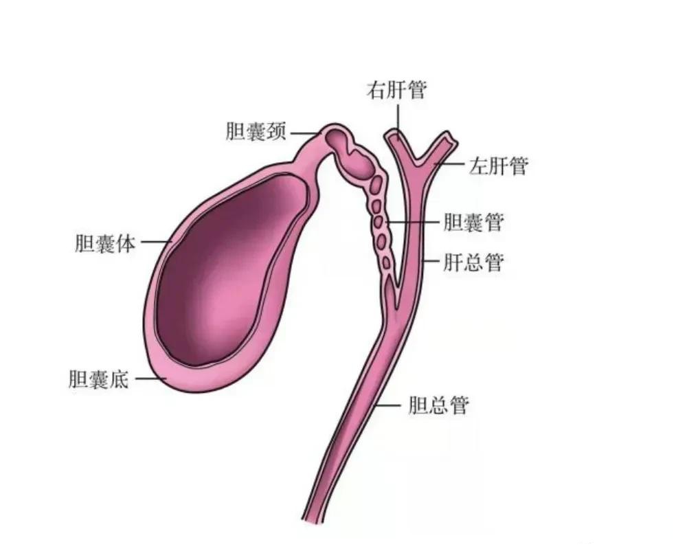 小伙经常不吃早饭一个器官被摘除胆囊的作用就是浓缩胆汁,胆汁是管