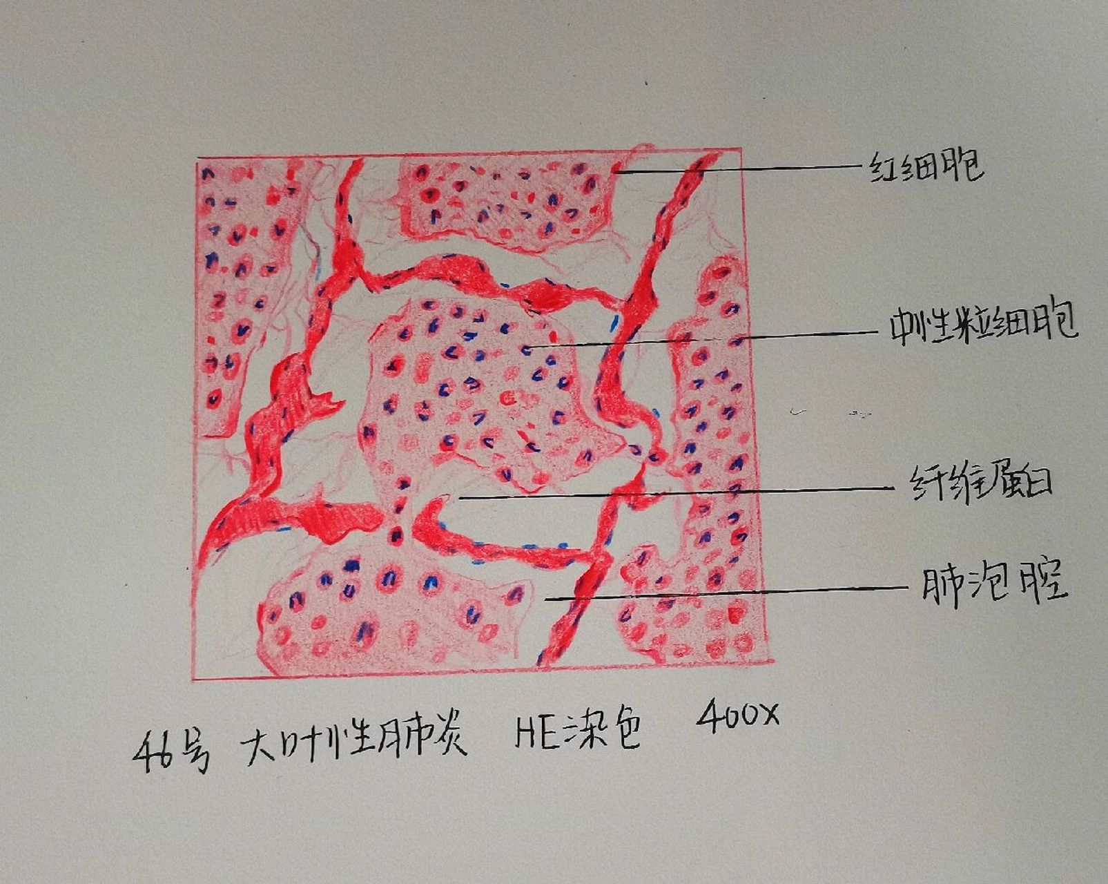 肺泡壁红蓝铅笔手绘图图片