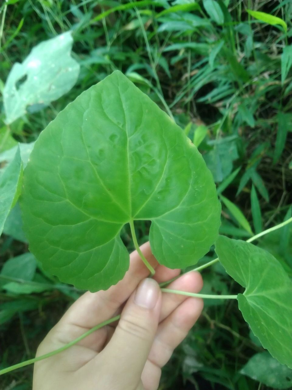 党参叶子 第一次见到 叶