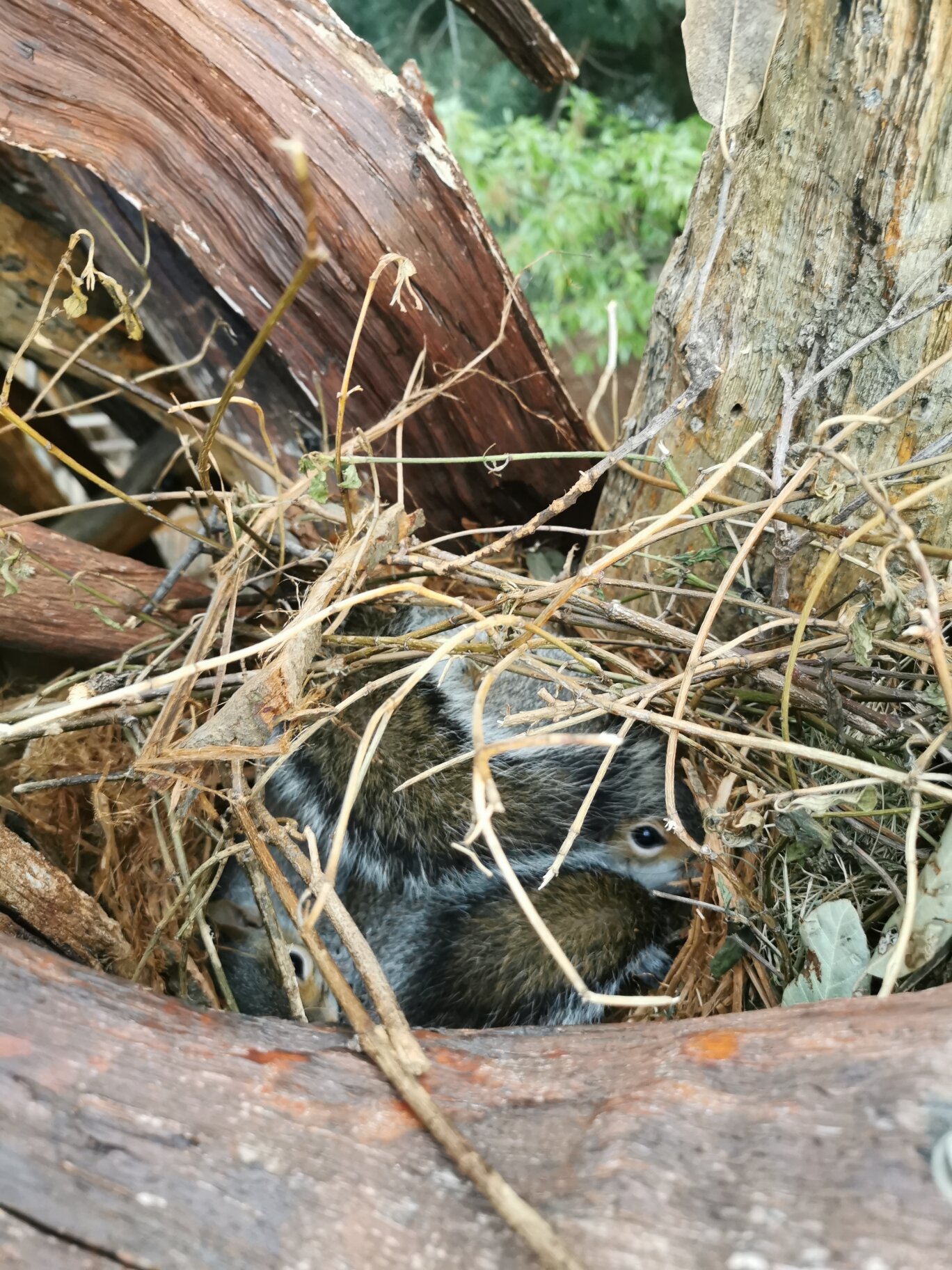 在英国stratford树上看到松鼠窝