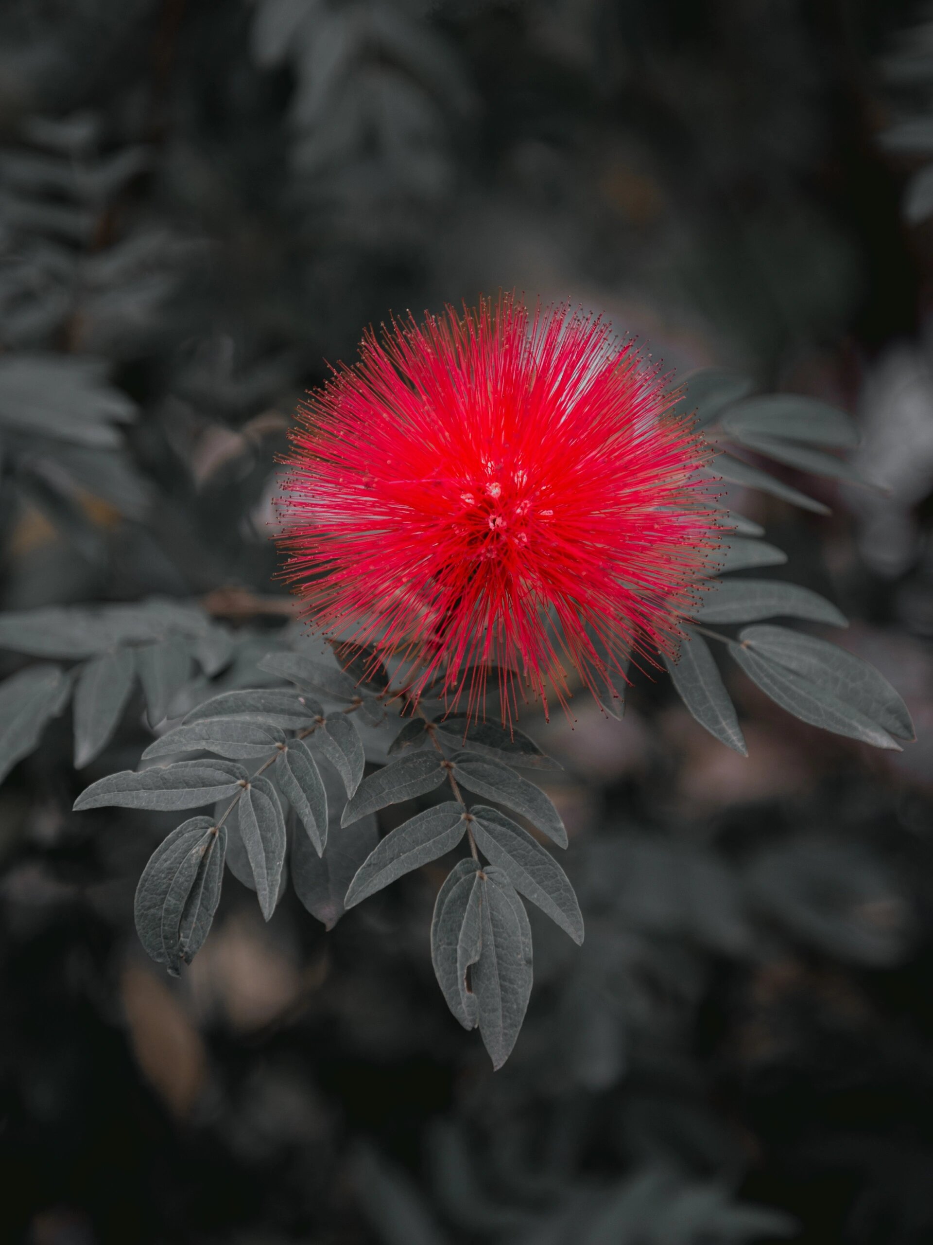 喜庆的朱缨花 | 花如丝灵动,叶如羽飘逸 朱缨花又名美蕊花,美洲合欢