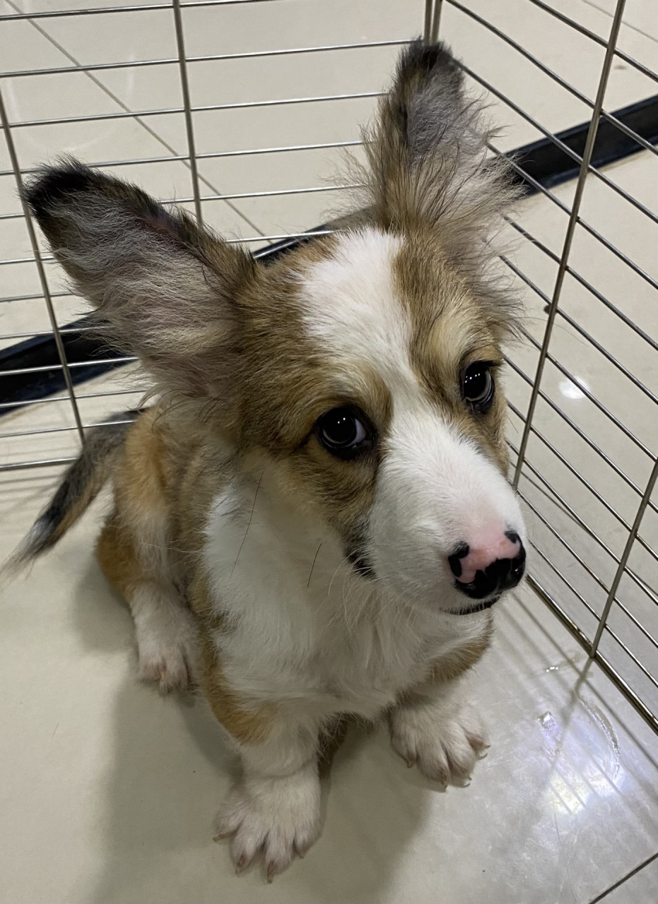 corgi 柯基 corgi (柯基 血统书和晶片)73驱虫完成73一支防疫针