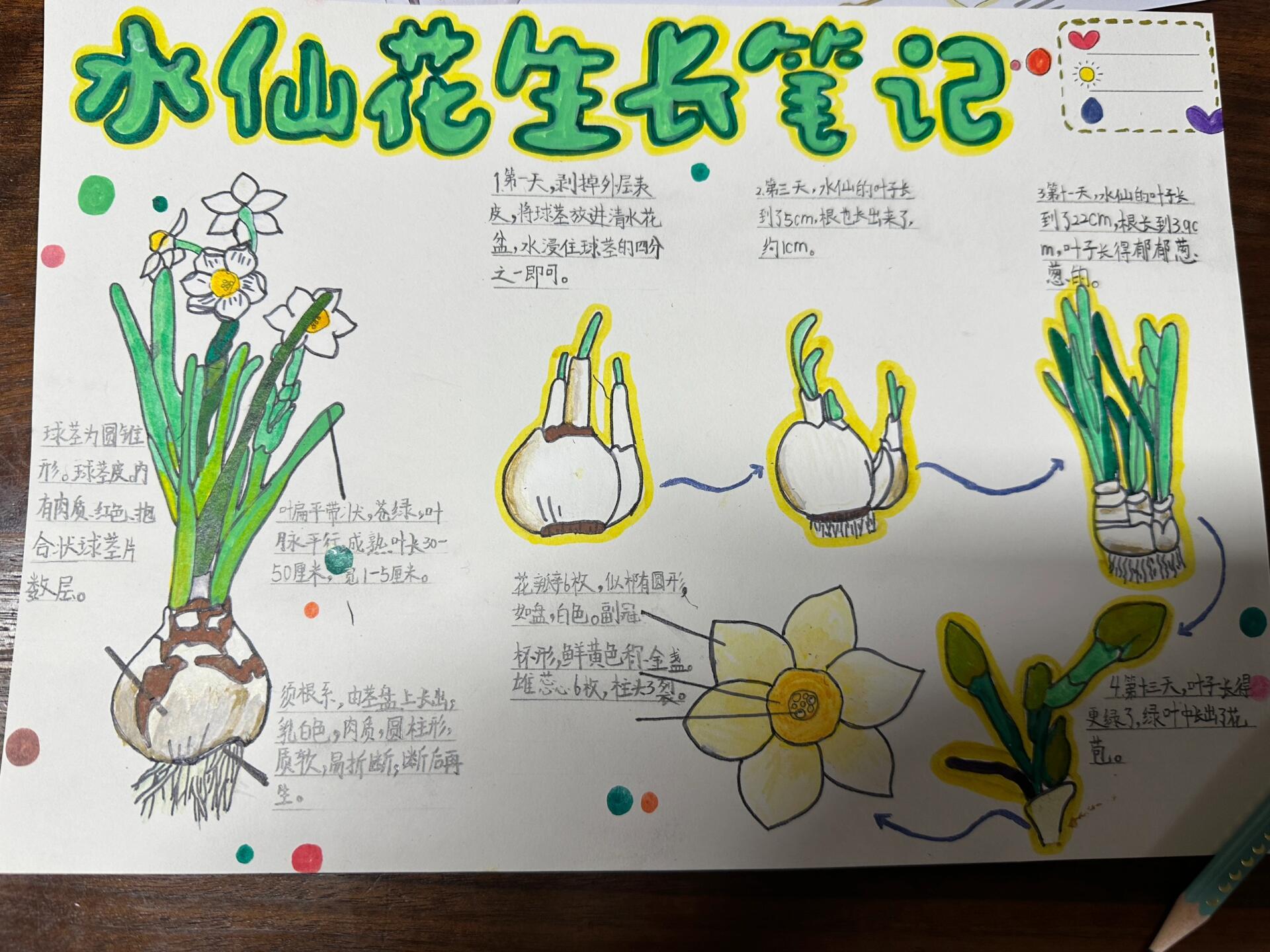 水仙花生长简笔画图片