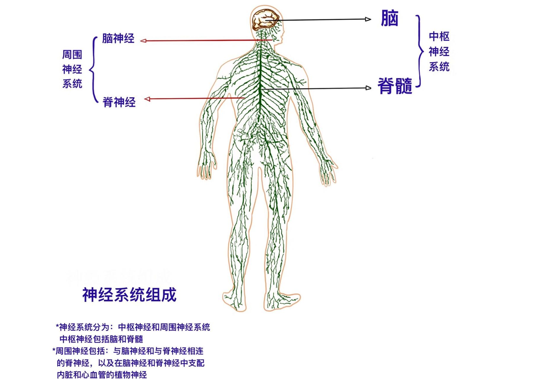 1分钟中枢图解图片