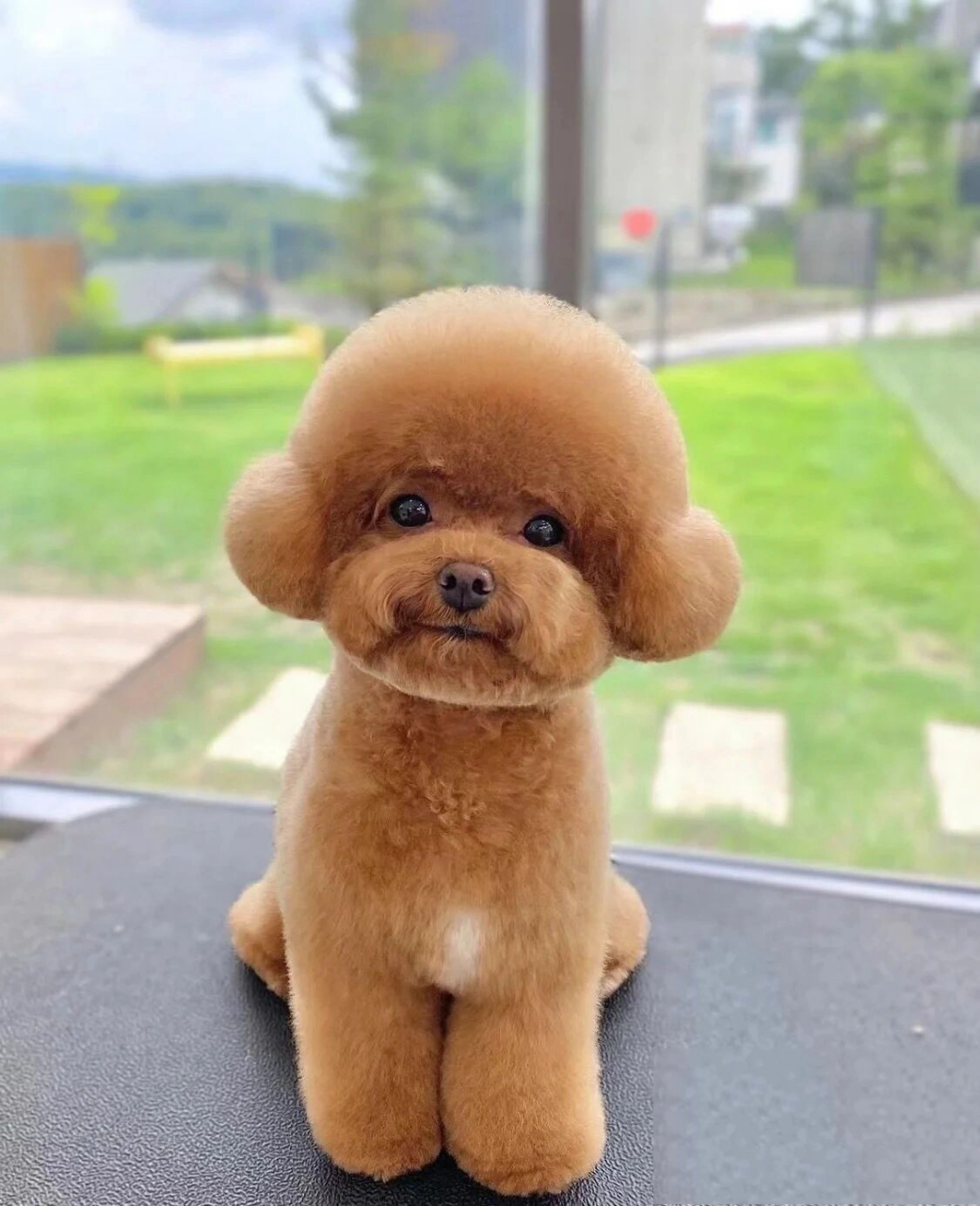 我狗生第二次剪毛 图1.2是我给造型师的图片 图3.