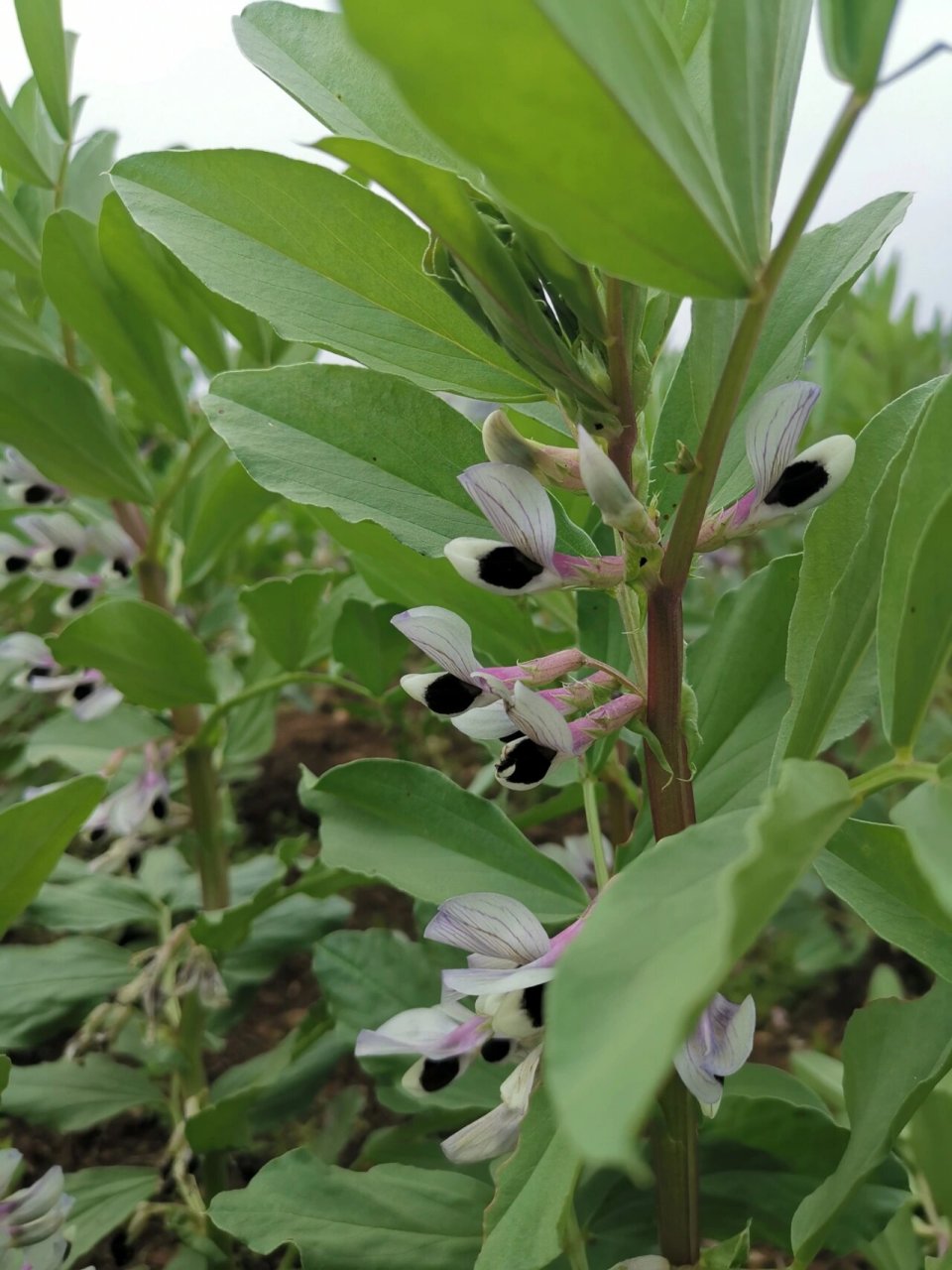 花似蝴蝶,其用也大丨蚕豆花丨 总状花序腋生或单