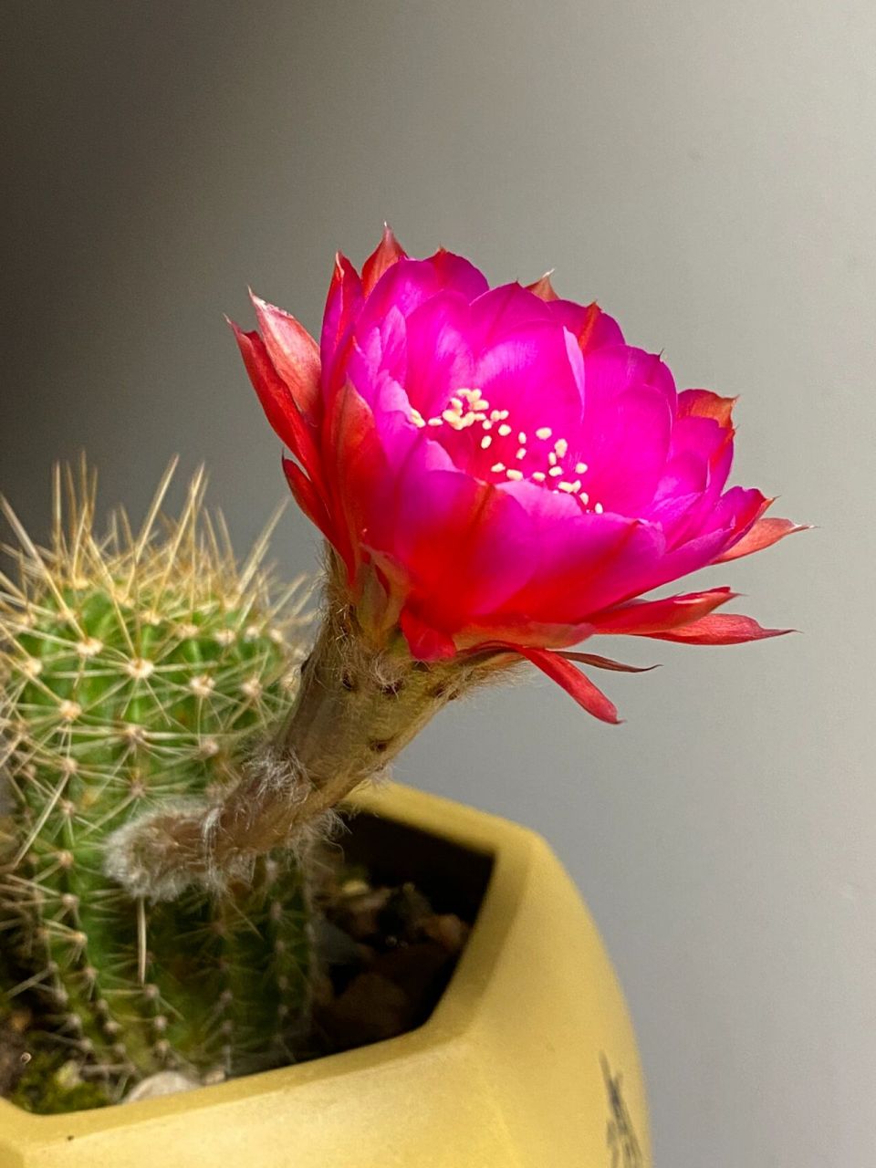 反物质,席克氏(bob schick)彩草仙人球 经典品种.