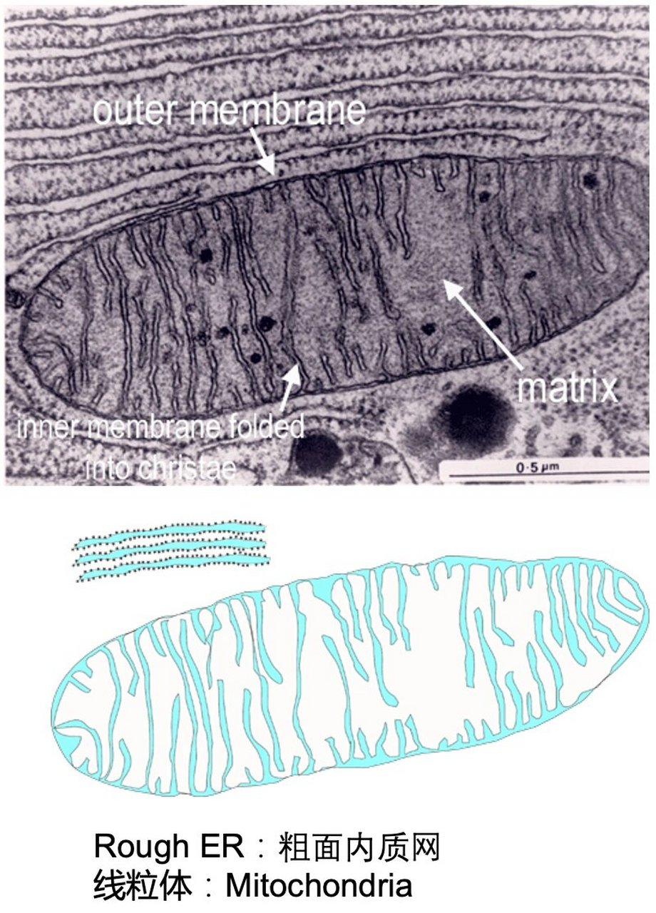 电子显微镜下的细胞器 97图1~3图片来源:histology guide 08