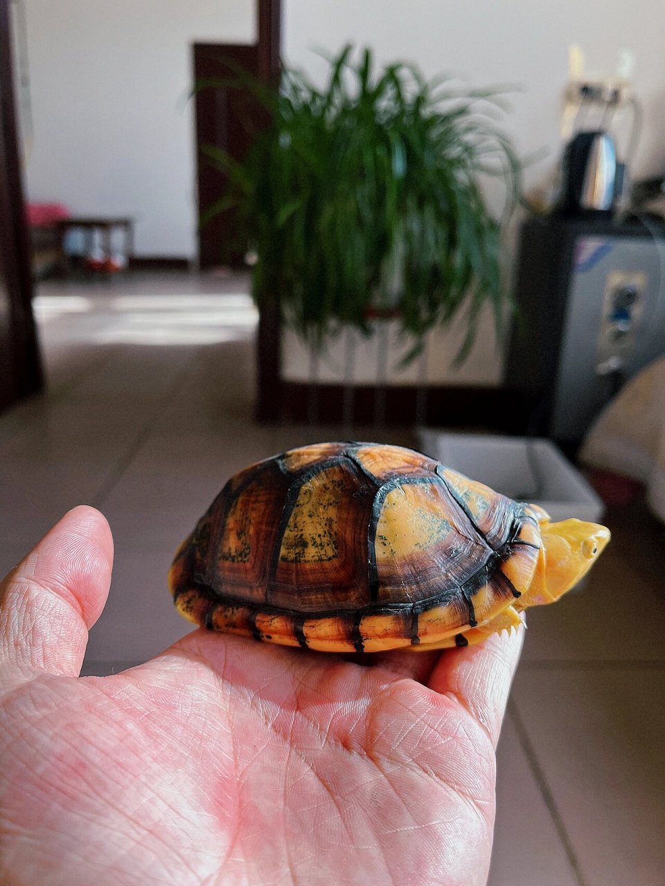 欣赏原相机下的白唇龟 蛋龟中壳子最好的品种,坚硬油光锃亮