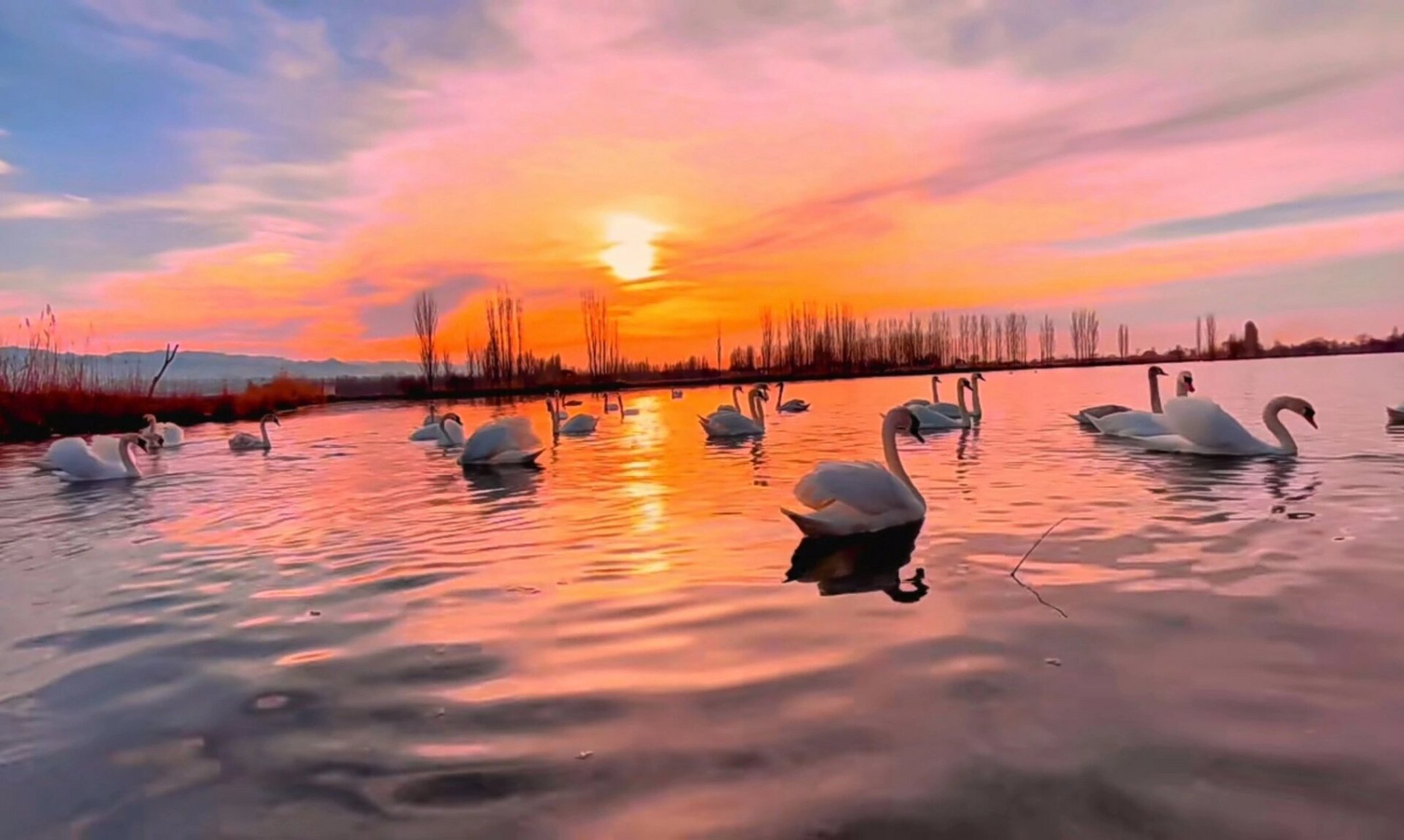 伊宁县天鹅湖湿地公园一日游 出发地伊宁市上林广场,目的地天鹅湖湿地