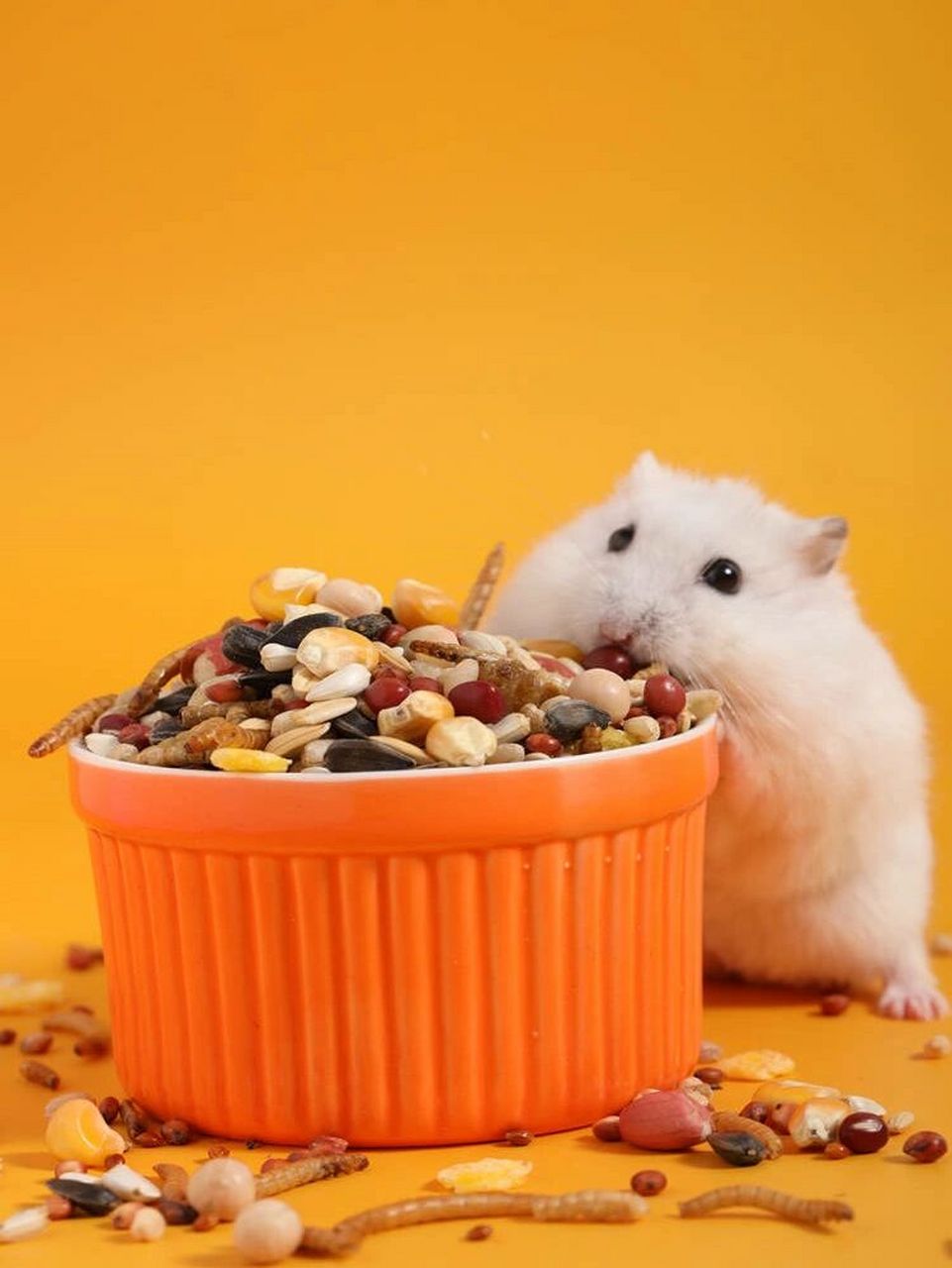 仓鼠金丝熊饮食~能吃的不能吃的食物总结 91仓鼠属于杂食类的动物