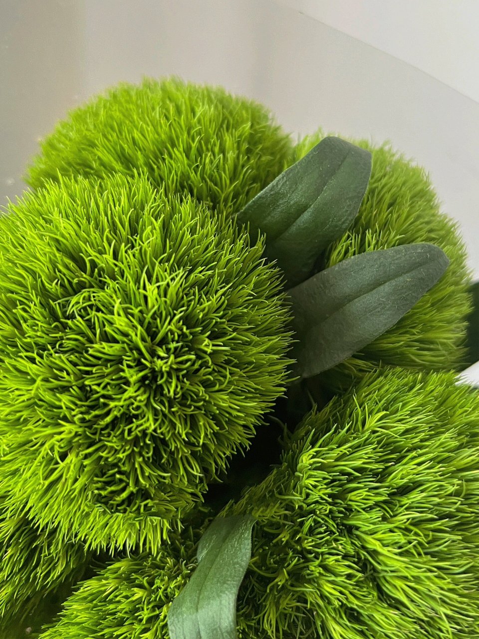 叫做石竹球,也叫绿毛球,绿石竹 花语 :纯洁的爱,才能,大胆,女性美