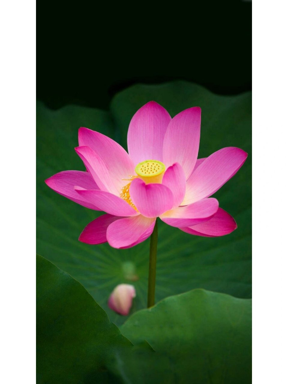 荷花美图 出淤泥而不染