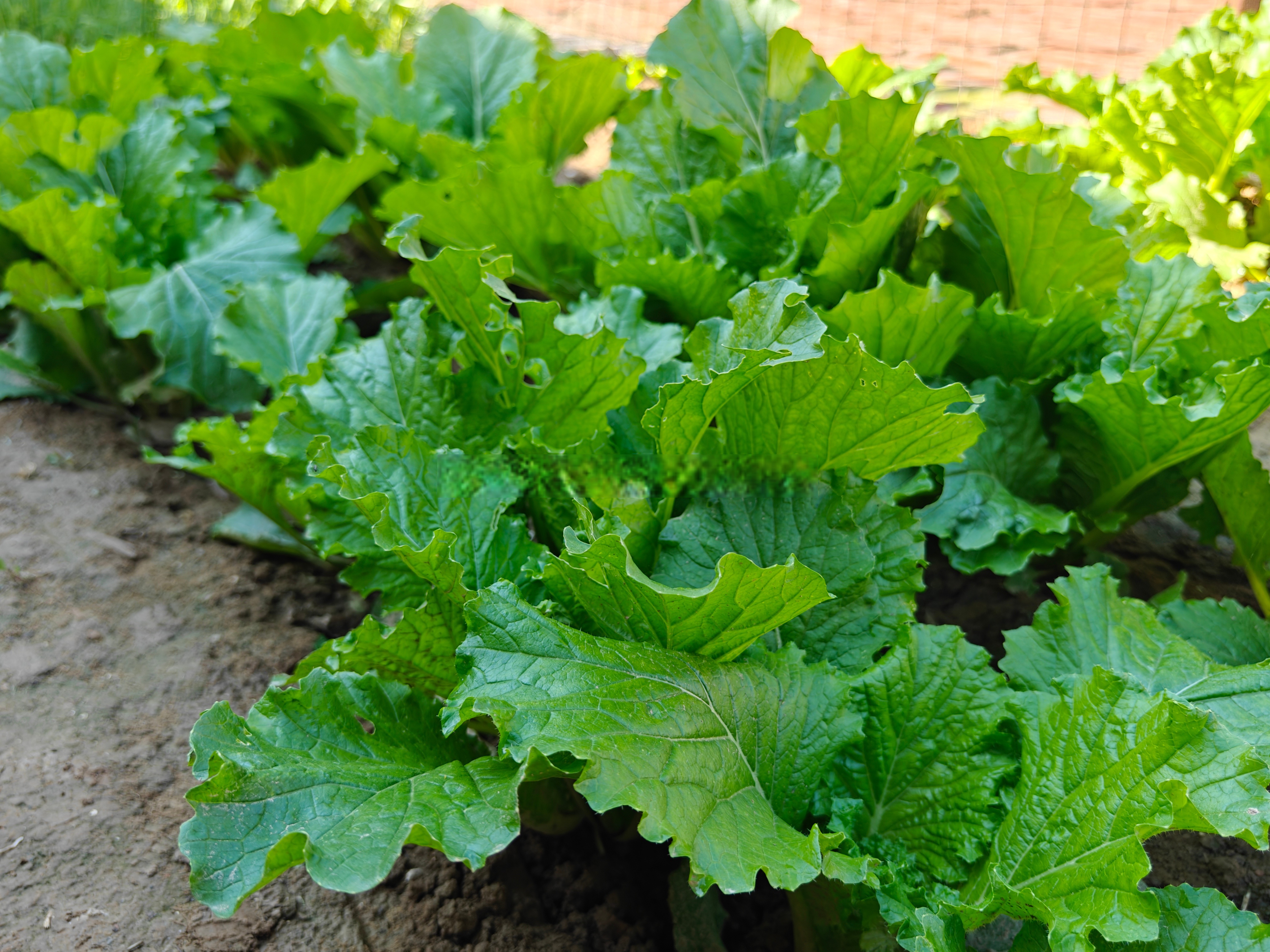 一盘果子菜叶子图片绿色的树叶菜带叶的蔬菜都有什么菜红薯叶子纱菜吃