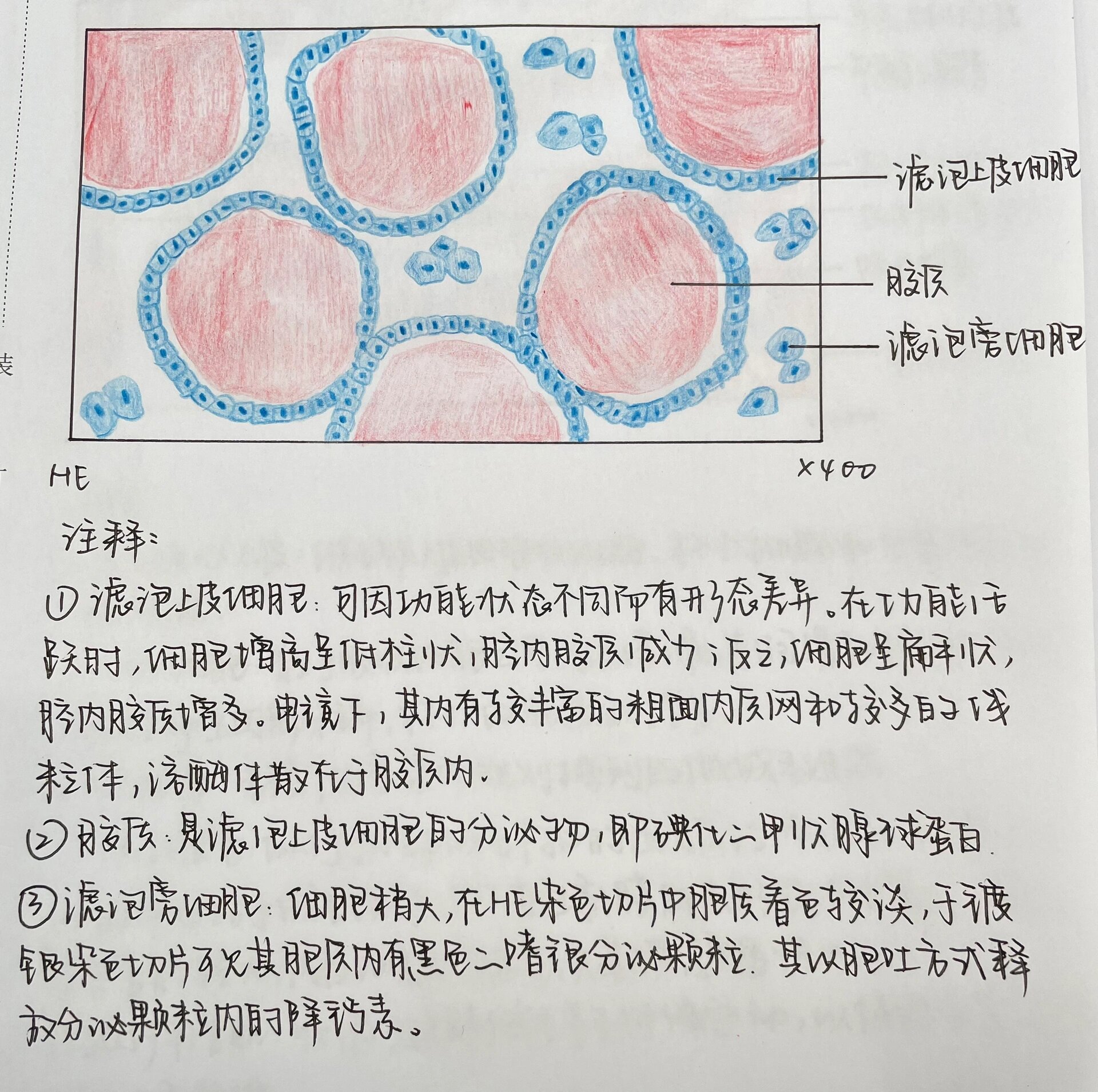 甲状腺红蓝铅笔绘图图片