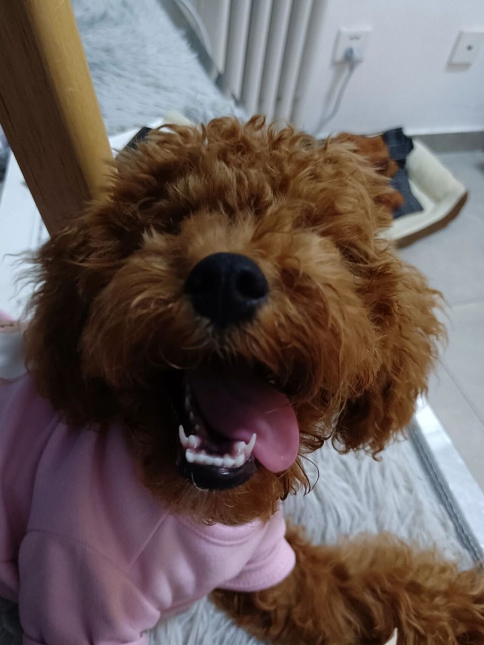 为什么我们家泰迪犬牙那里有两个牙齿呢 四个半月了  请问该给它刷牙