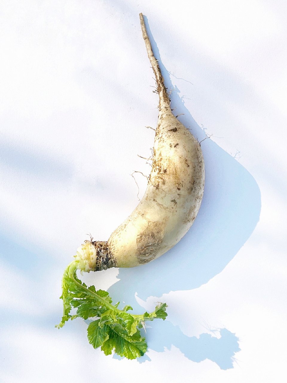 绘画素材/白萝卜