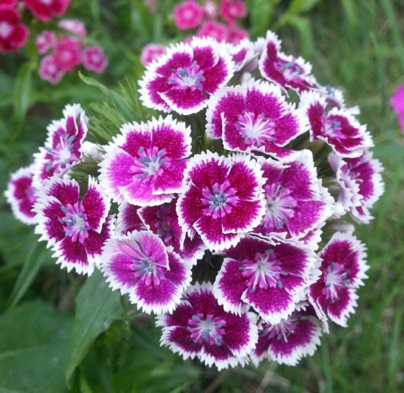 每日一花 50 | 石竹 dianthuschinensis 石竹,石竹科石竹属多年生草本