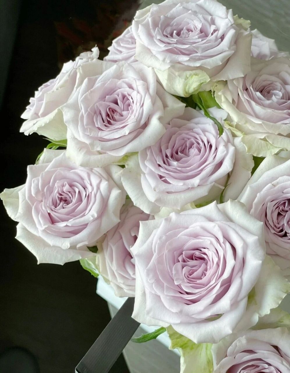 寻觅每日一花 | 海洋之心玫瑰 品名 | 海洋之心玫瑰 ——— 高杯花型