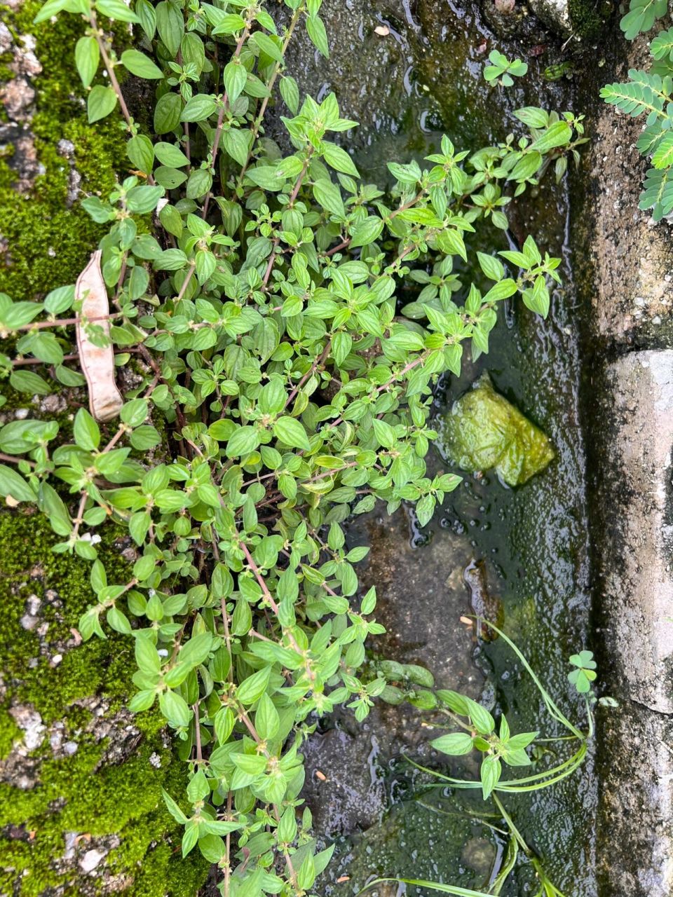 中草药雾水草的图片图片