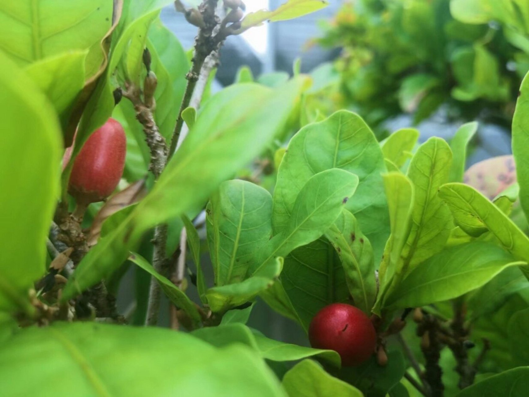 每天认识一种植物002 | 神秘果 每天认识一种植物002 | 神秘果 中文名