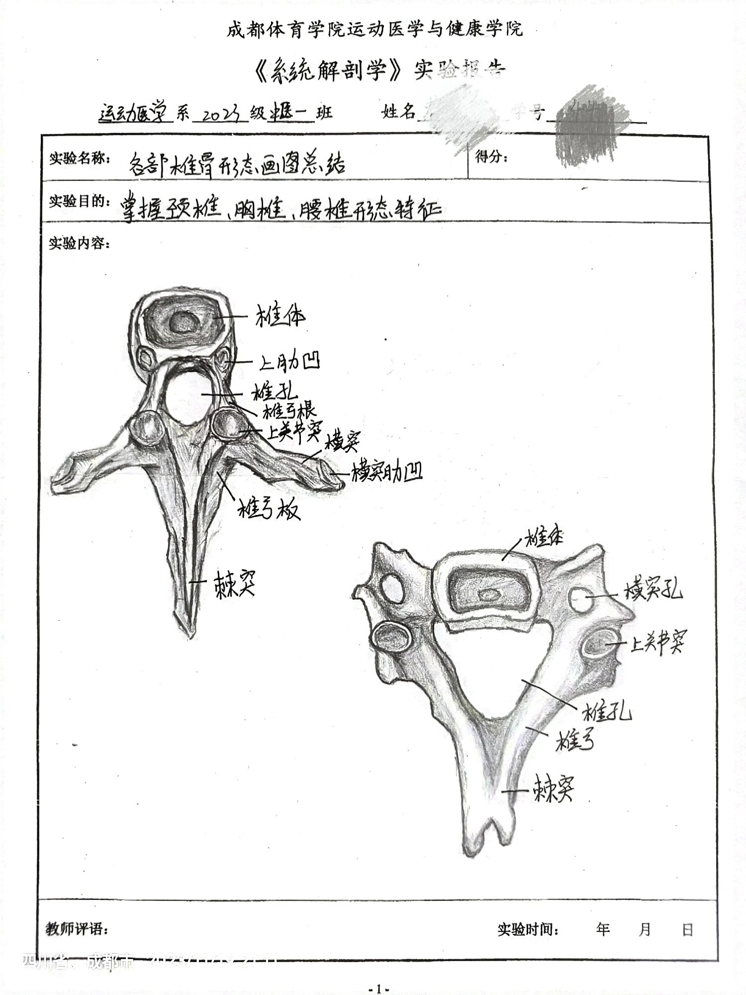 医学生画椎骨 长这么大第一次画画是画骨头04