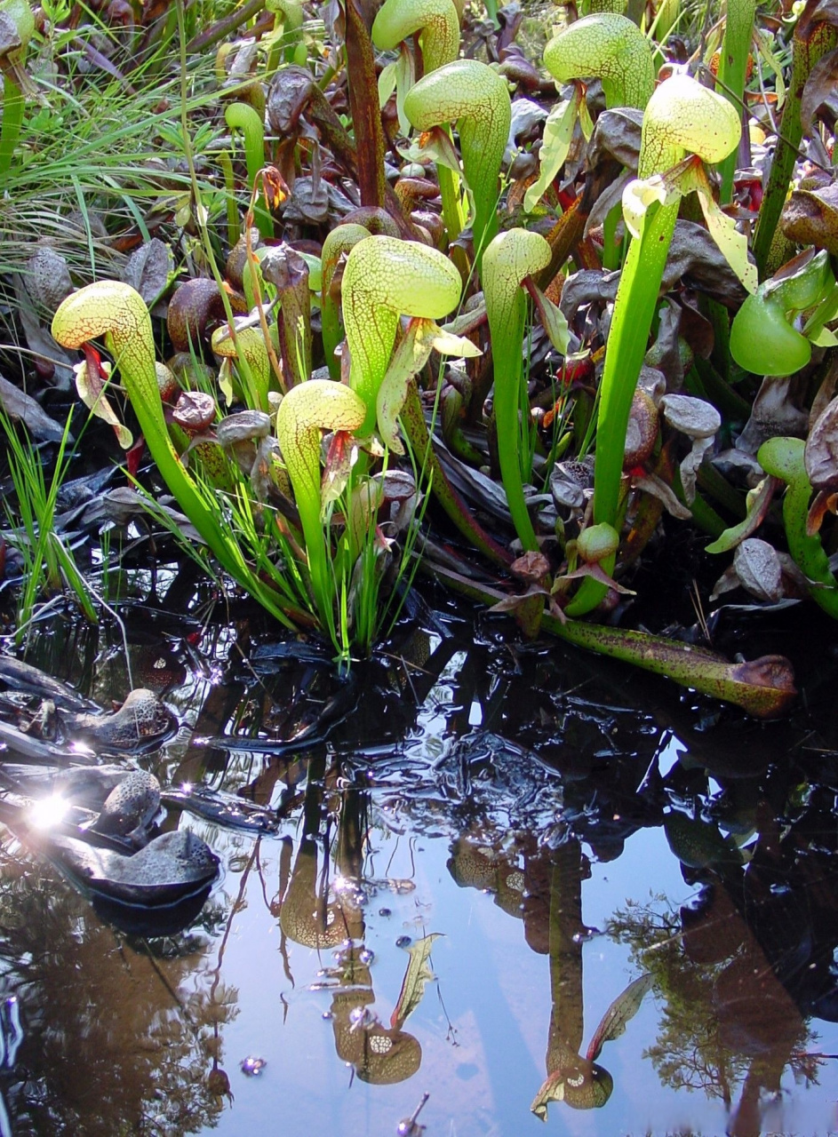 【食肉植物|眼镜蛇草属】[微风]  银镜蛇瓶子草(darlingtonia