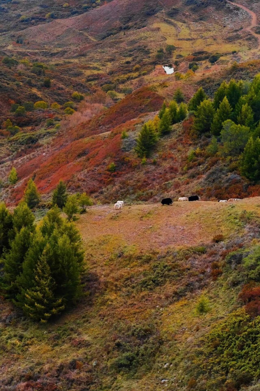 大同爬山推荐摩天岭风景区攻略 摩天岭风景区位于山西省大同市左云县