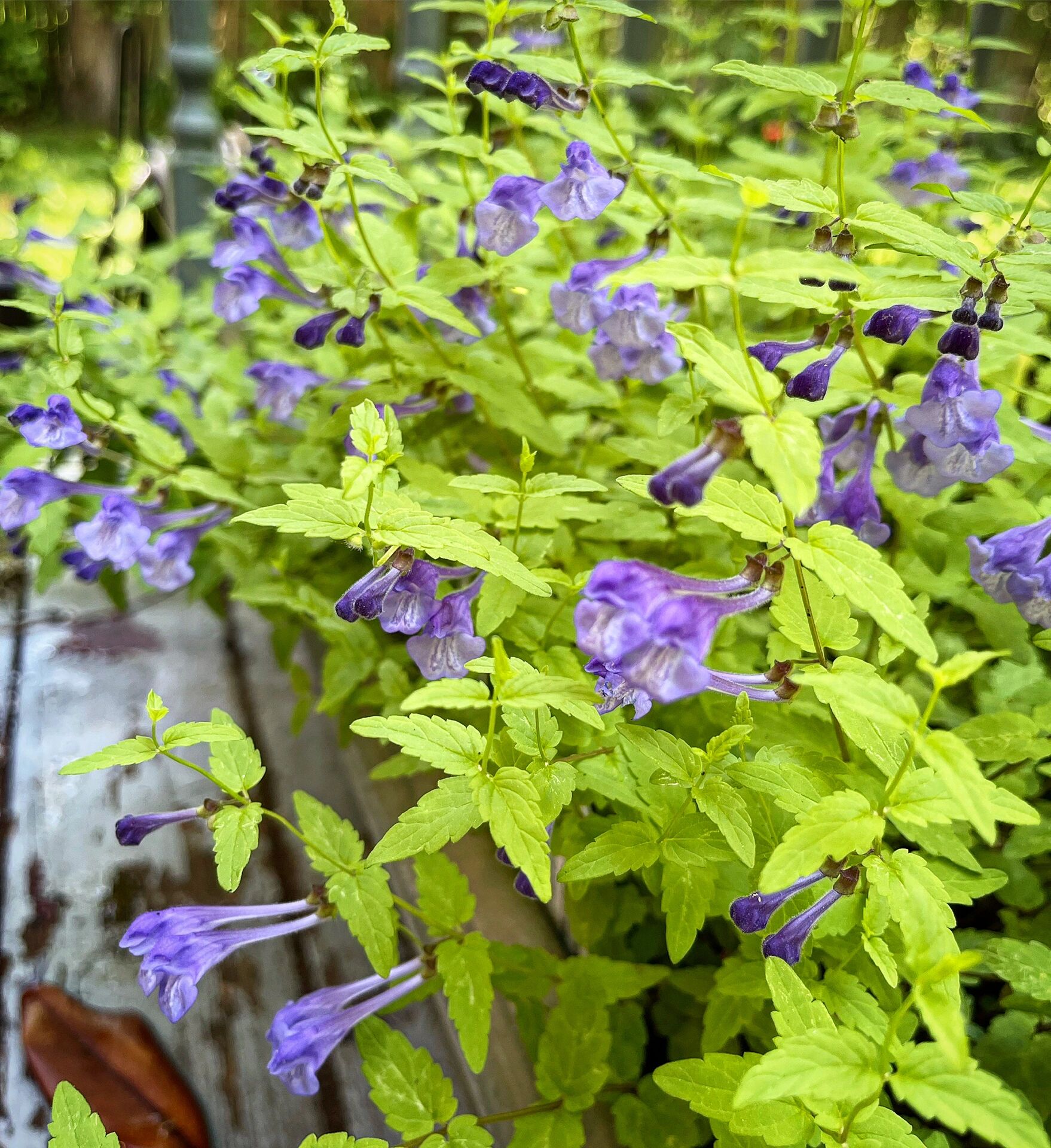 并头黄芩 scutellaria cordifolia seoul sapphire