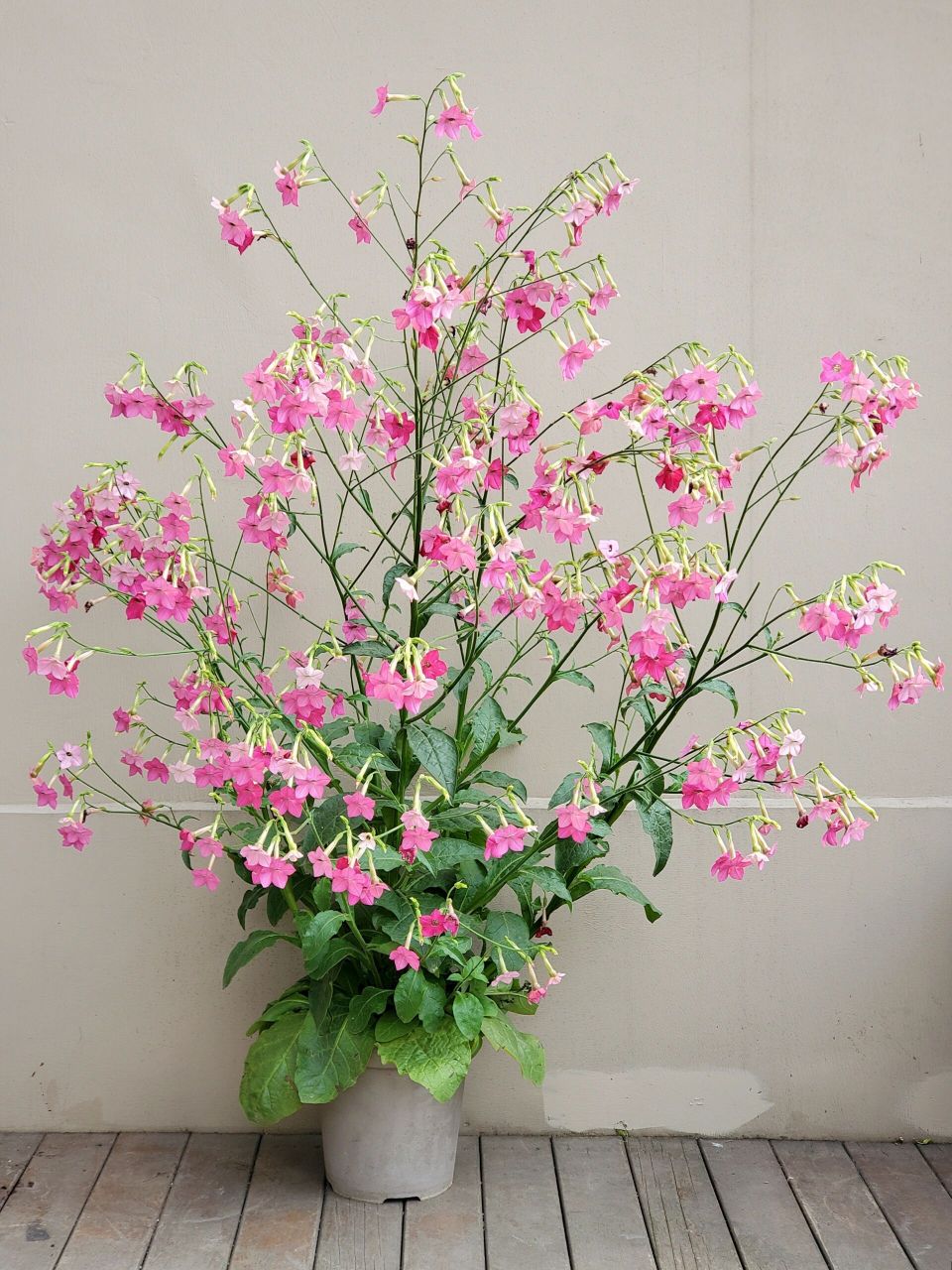 一棵成景的花烟草 一粒种子就能长到这么大棵 两加仑的盆定植就足够了