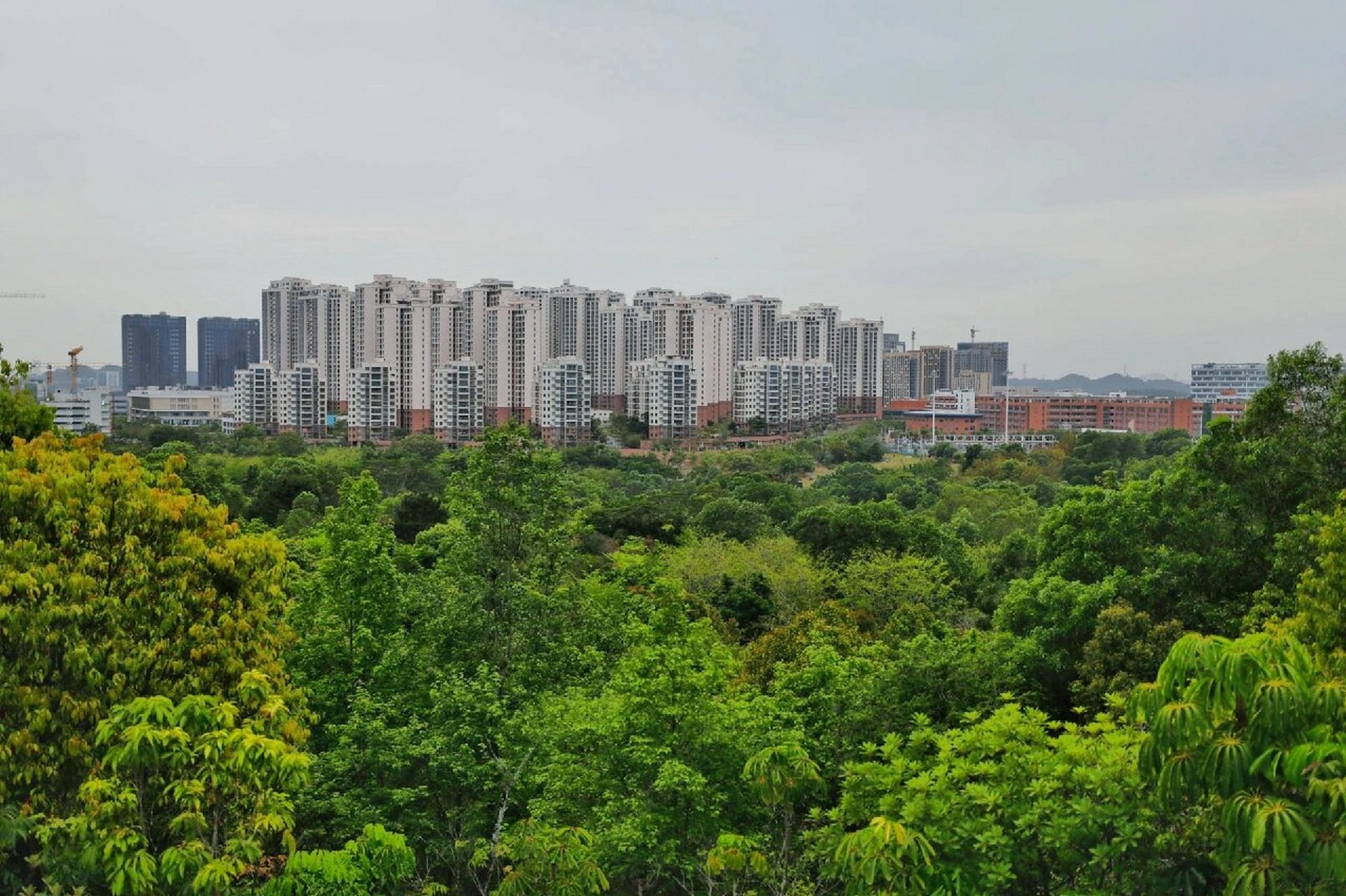 樱94绿道99悬索桥,聚龙山绿道完整攻略 聚龙山生态公园位于坪山