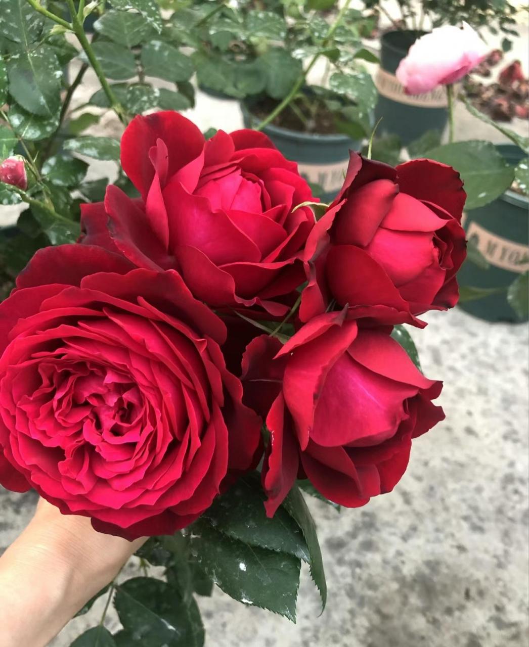 詹尼斯月季 红色大花 花径11-14厘米 淡香味 多季重复开花 抗病性强