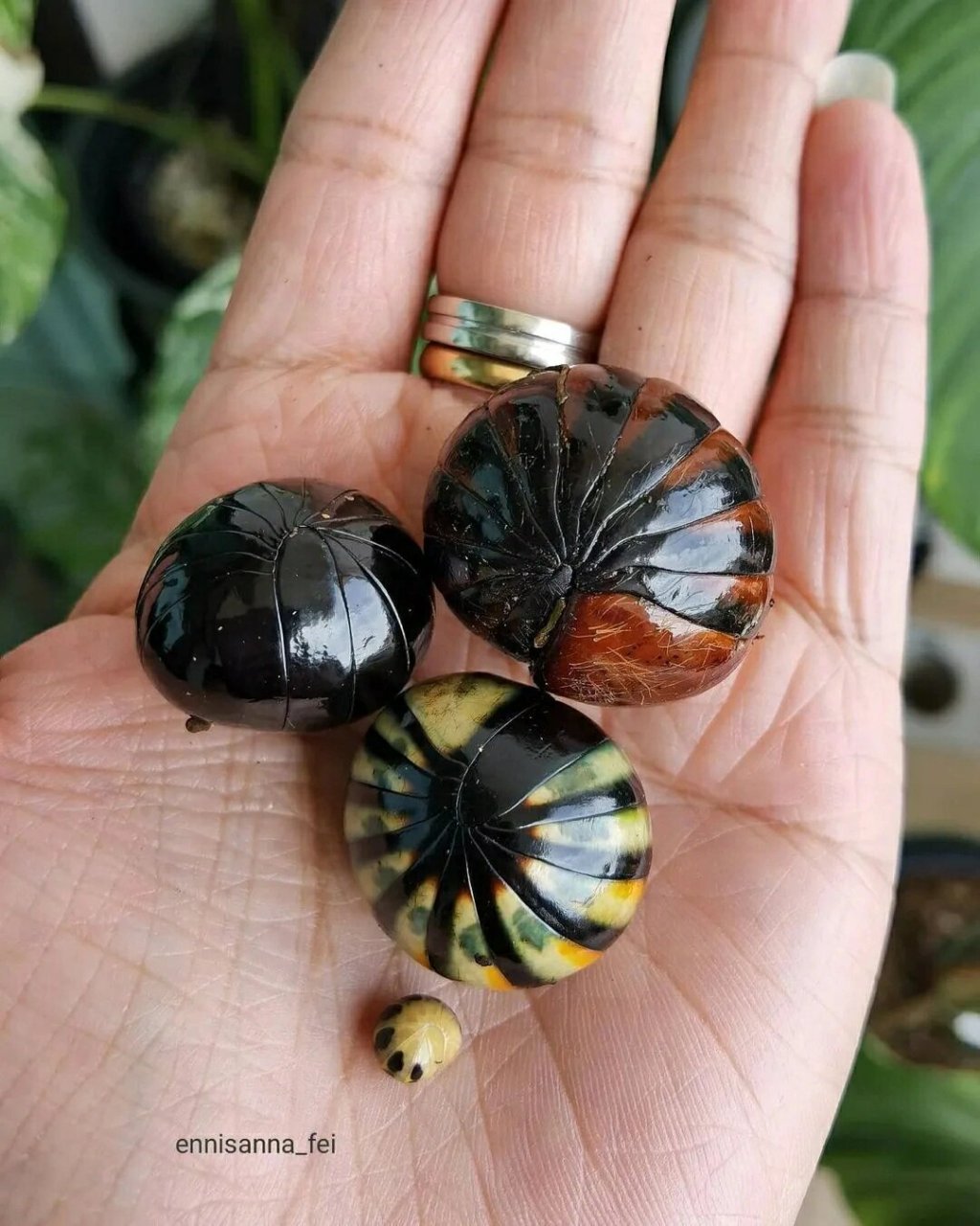 【爬宠美图】球马陆 自然界中有很多有意思的玩意,比如这个球马陆