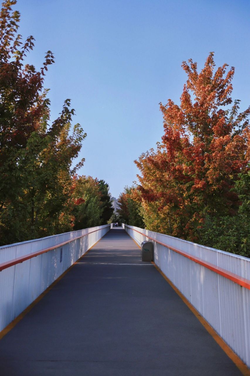 去年雁南公园的红叶很火,印象里那是很深秋的时候了.