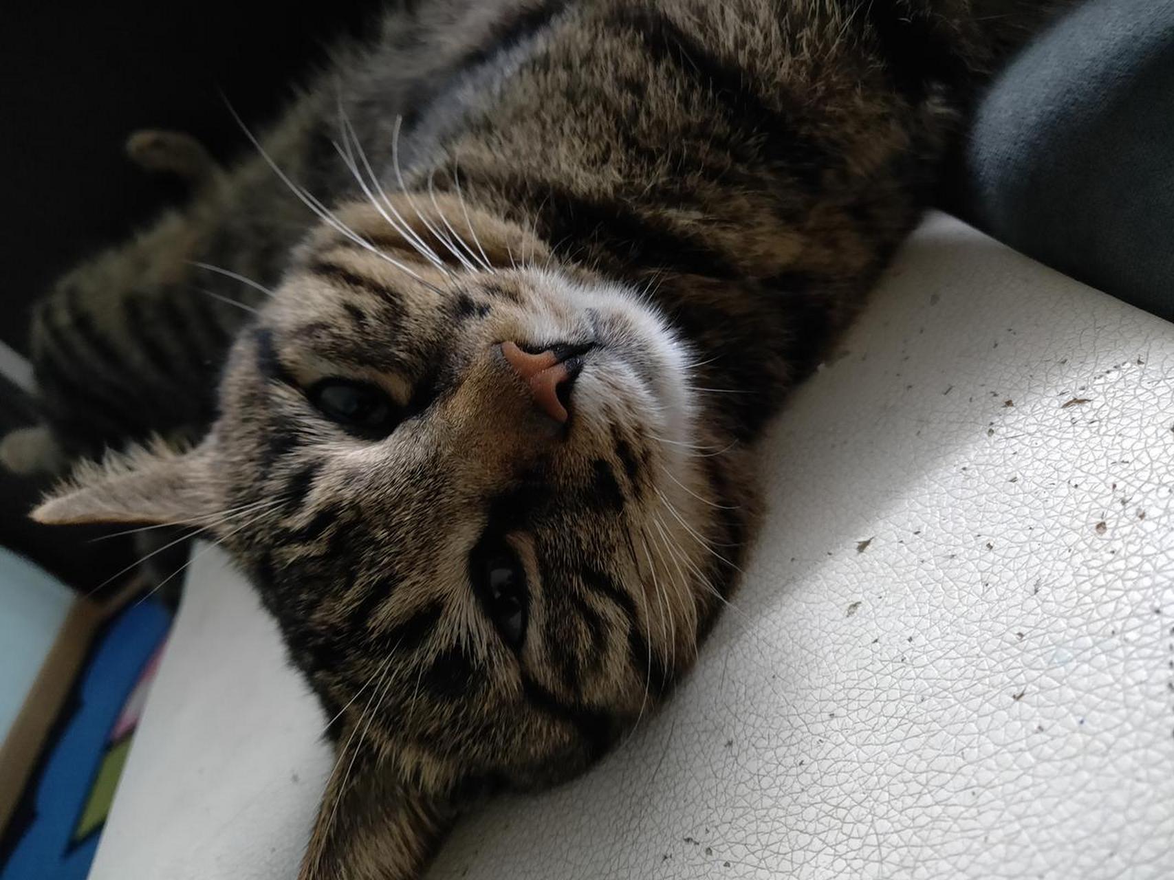 狸花猫我家的小丑猫睡觉真是毫无仪态可言,而且还拿眼神鄙视你,小狸花