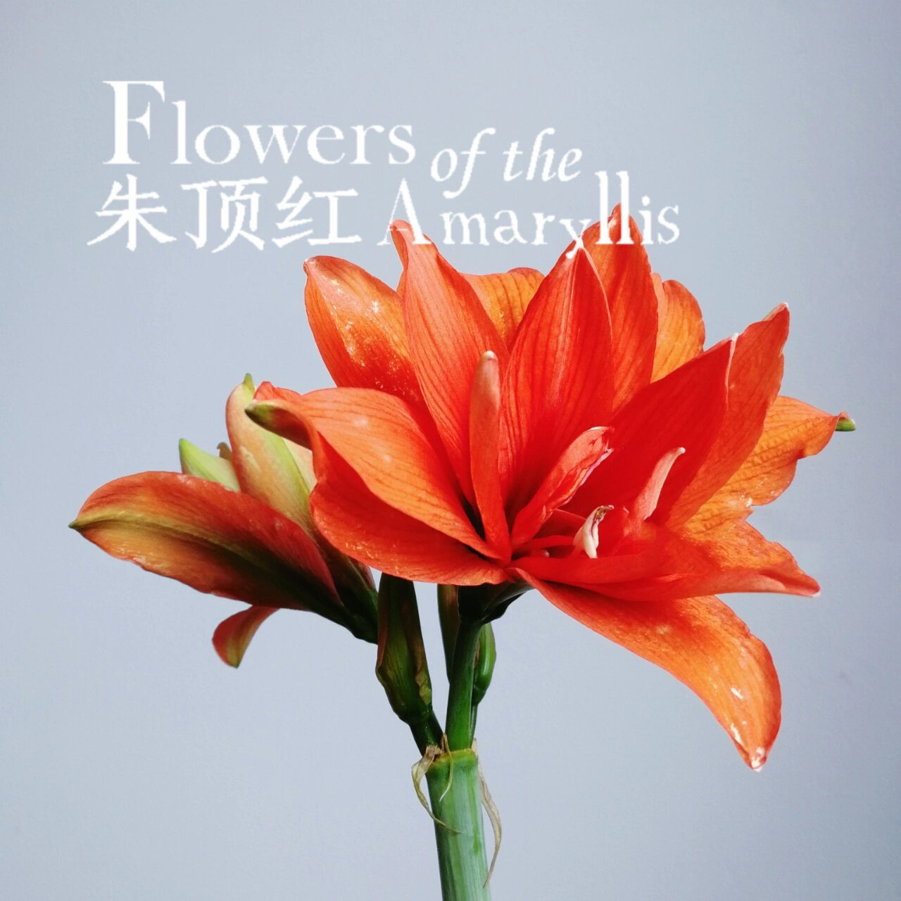 朱顶红-赛利卡 赛利卡一款橘红色的重瓣朱,也叫丁克.