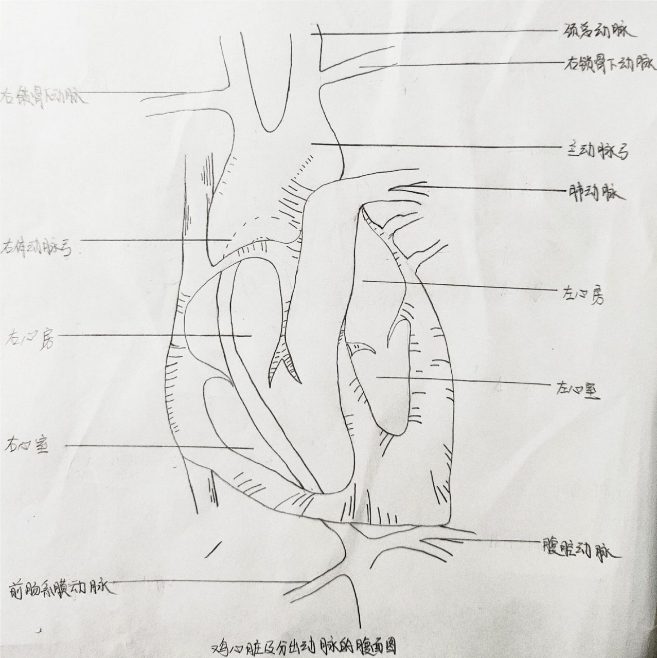 鸡心脏及分出动脉的腹面图
