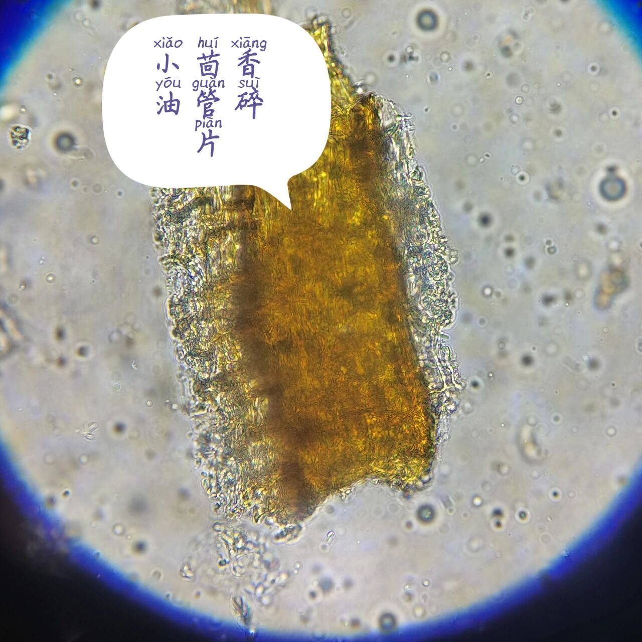 小茴香网状细胞图片