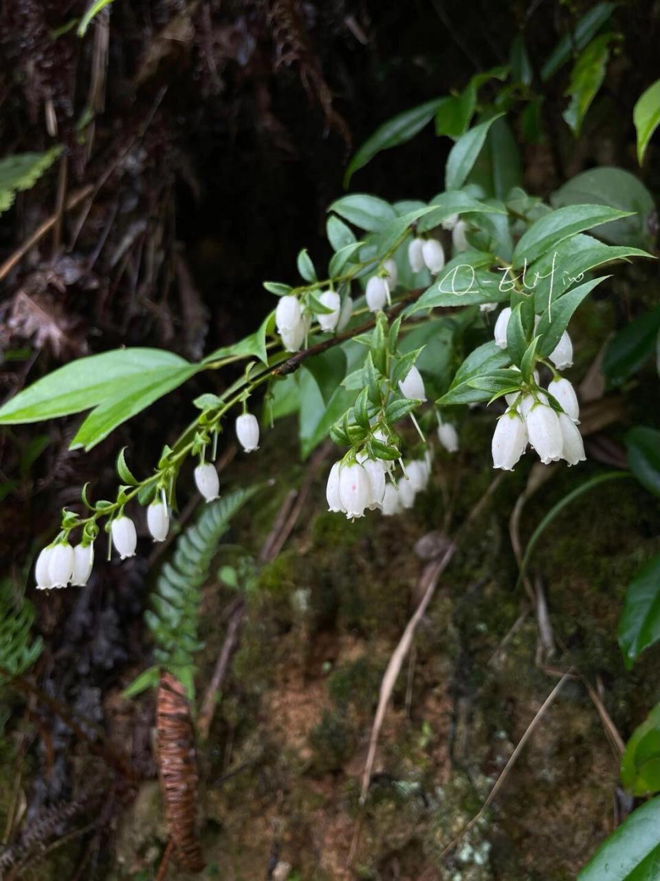 她叫南烛,也叫乌饭树.