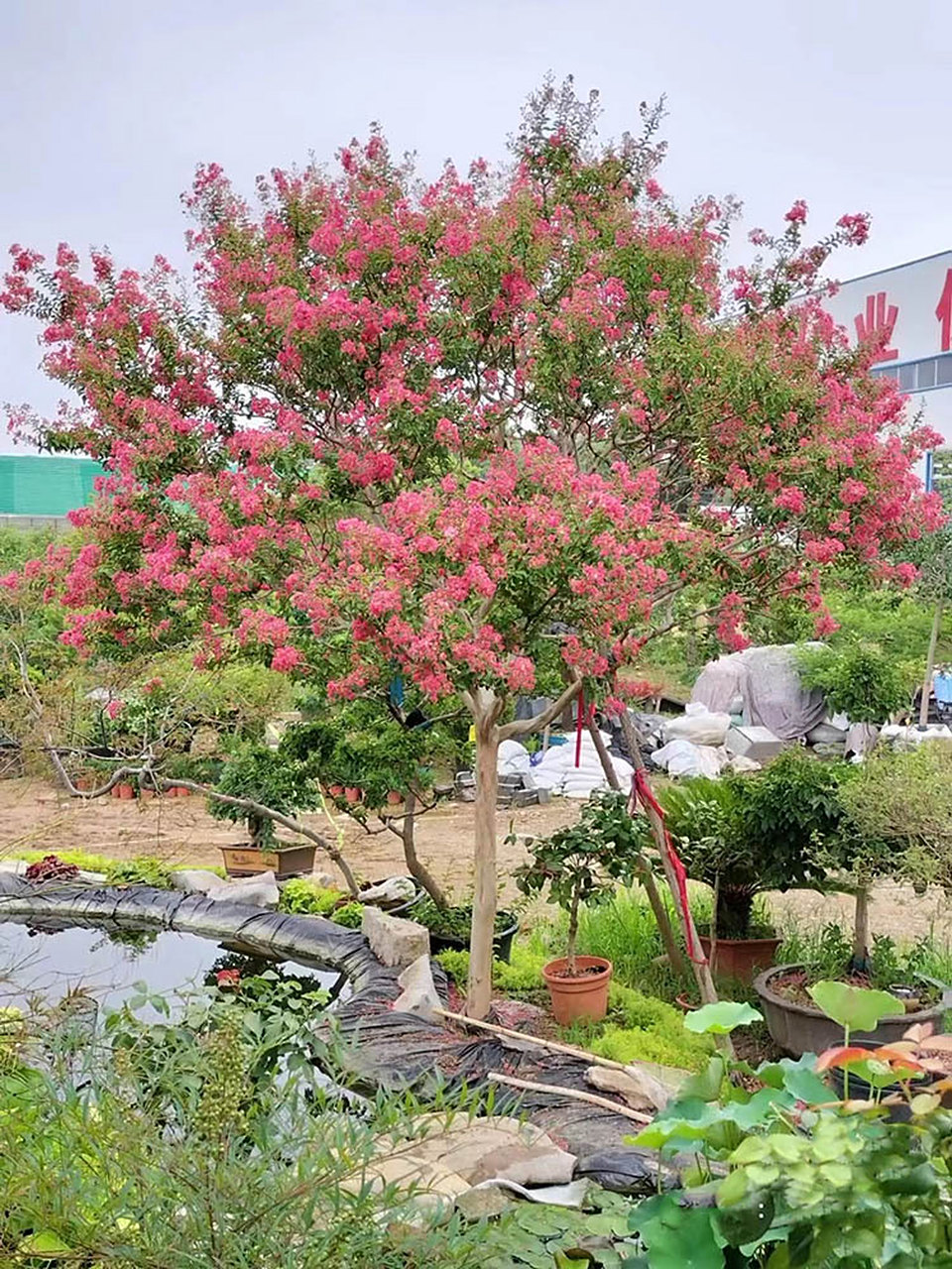 紫薇树开花了 #紫薇#0202#紫薇花#0202#紫薇树苗#0202