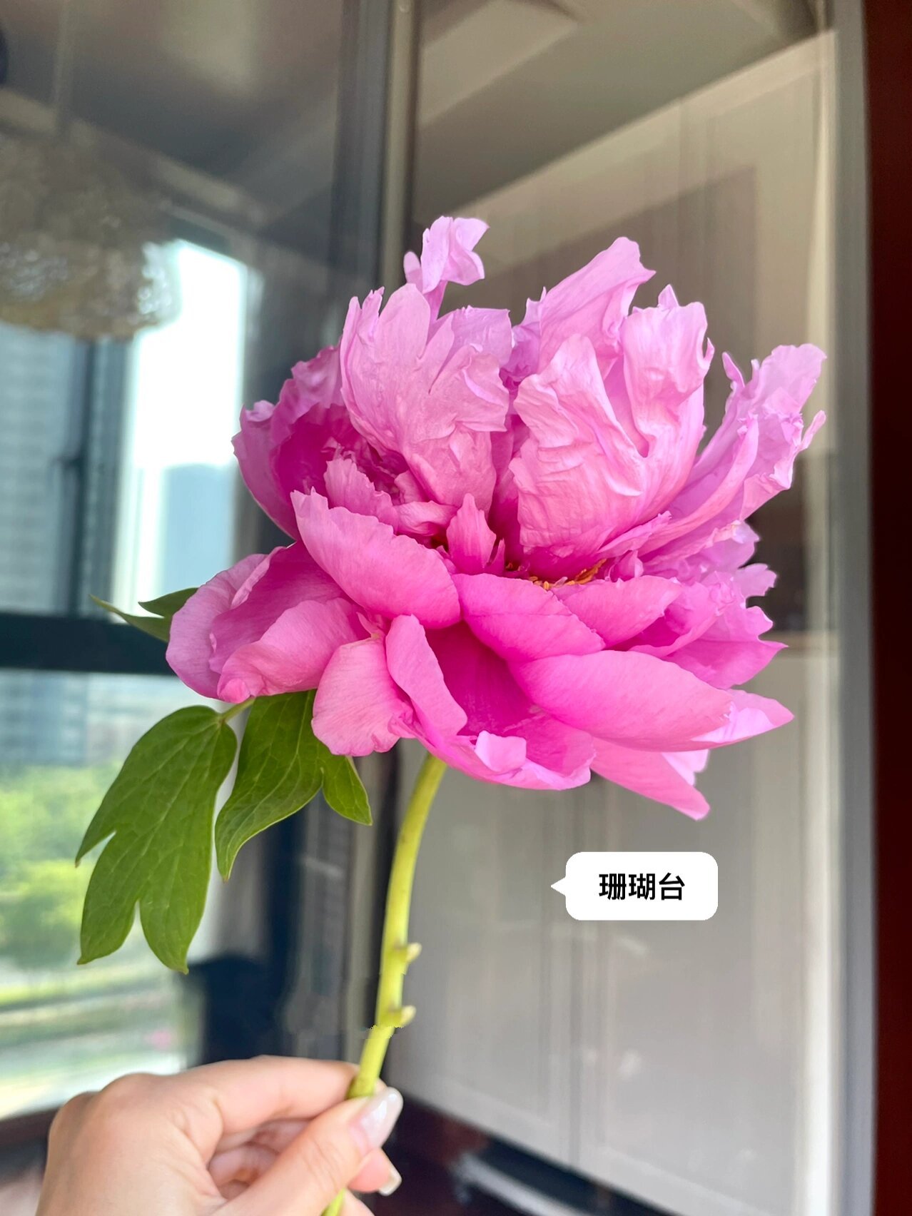 国产牡丹首案红,珊瑚台 两款明显的台阁型牡丹.