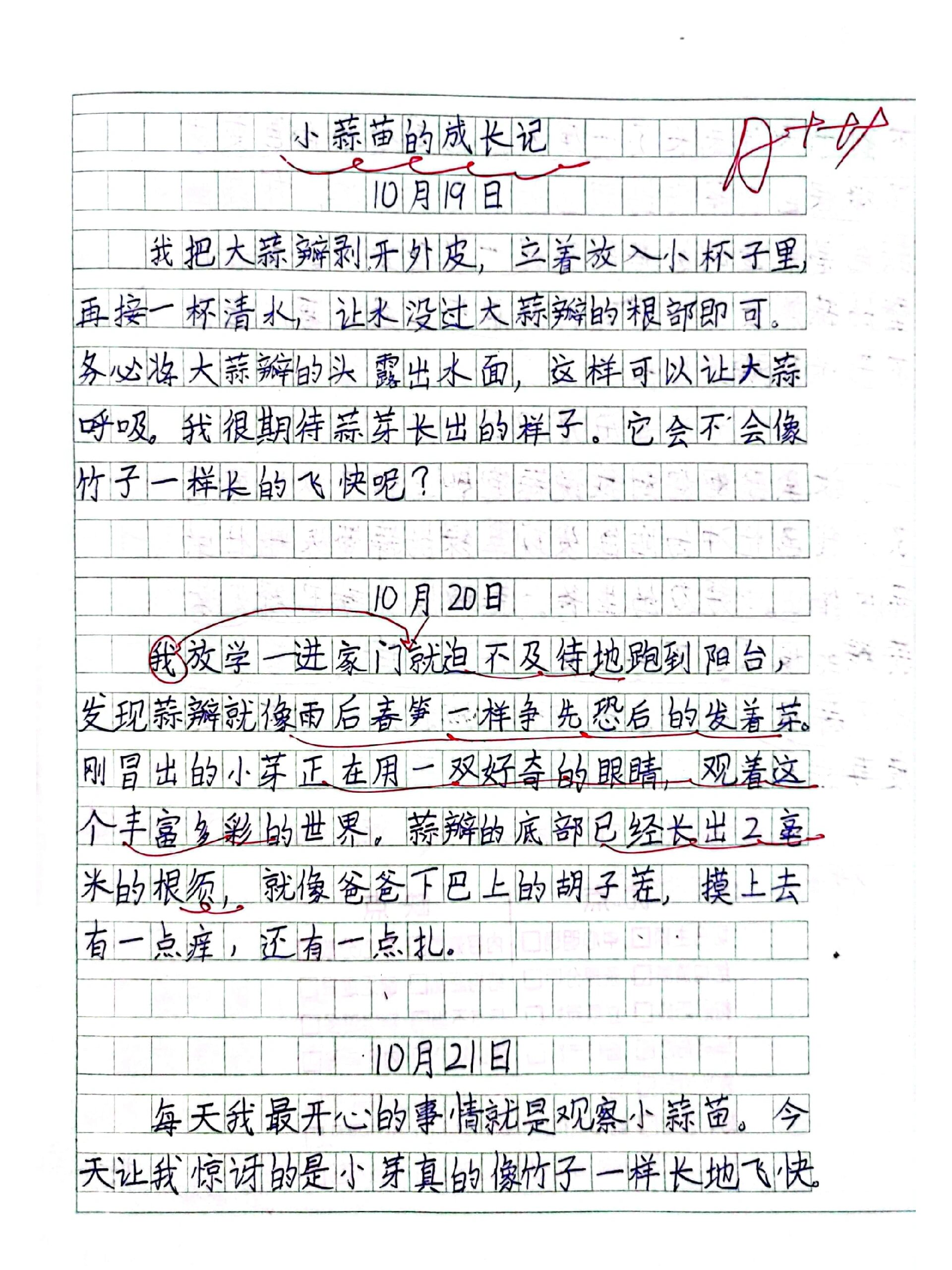 观察日记400字四年级植物大蒜(观察日记400字 四年级植物大蒜)