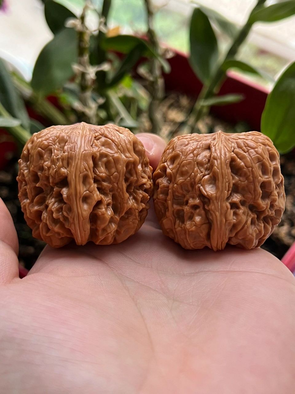 门墩核桃 门墩核桃,传言史料记载,门墩狮子头是乾隆爷最爱品种,故宫中