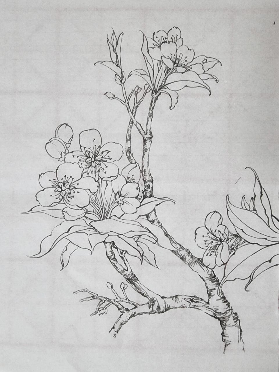 国画工笔画～梨花       临摹