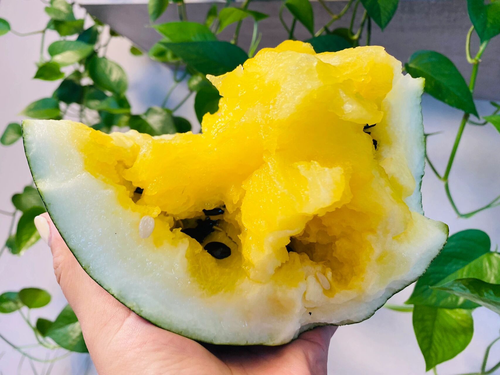 打瓜91 算内蒙的专属水果吗 别的产区可能都是用来做瓜子 我们才